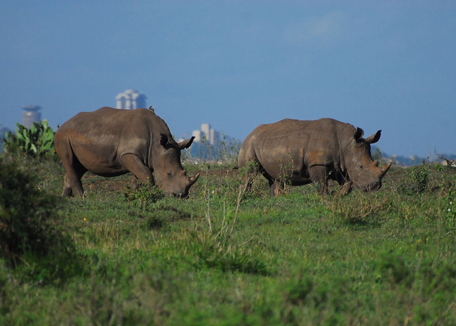 Nikon D200 sample photo. Rhino, nairobi national park photography