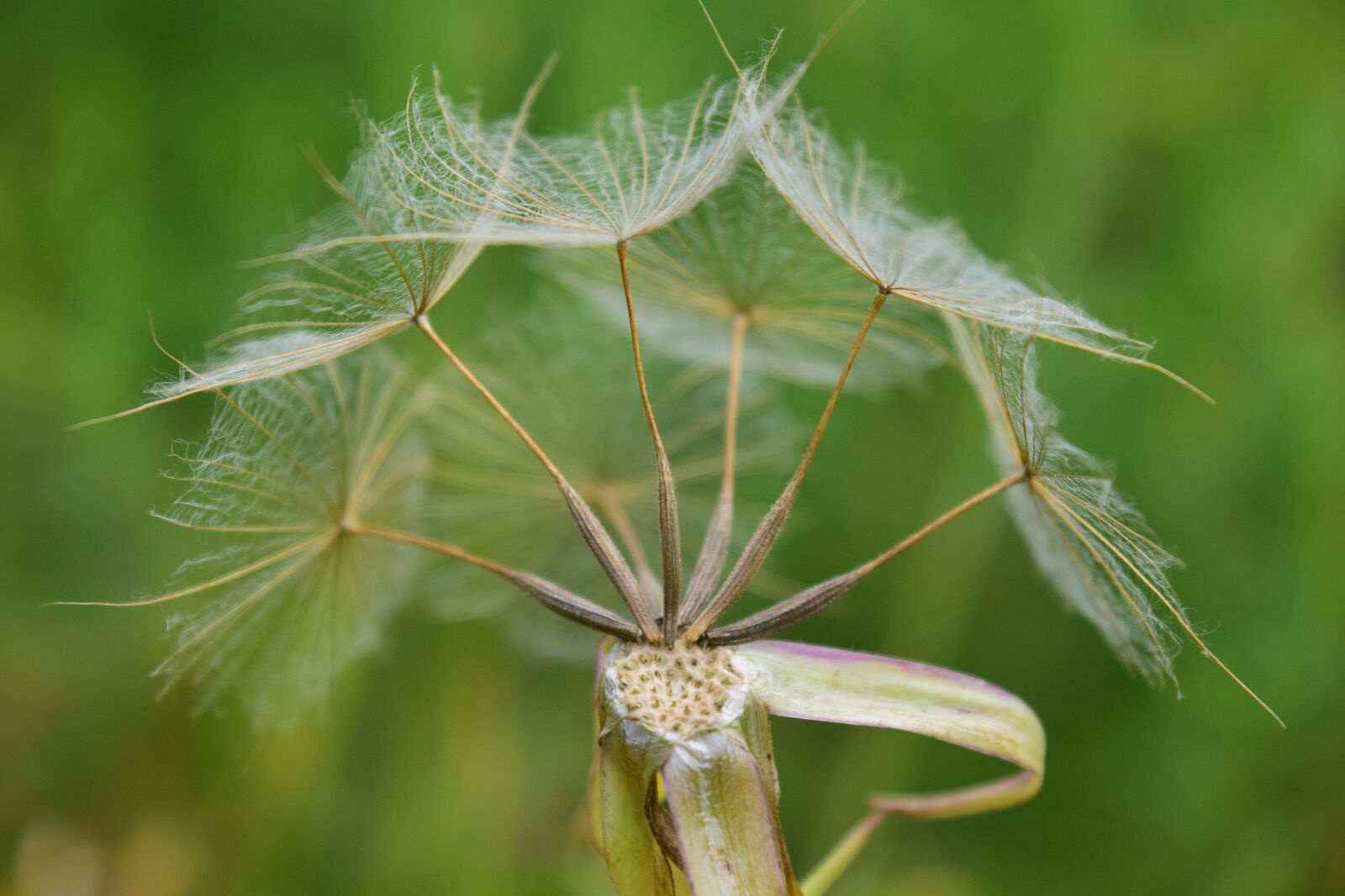 Nikon D3300 sample photo. Had salsify, dandelion, summer photography