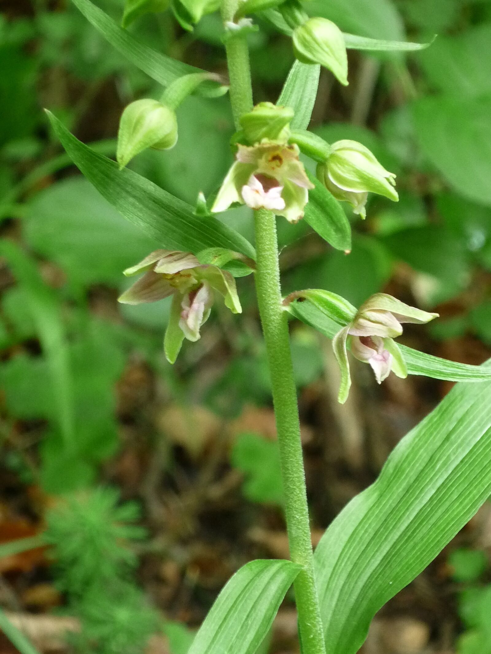 Panasonic Lumix DMC-FS6 sample photo. Broad-leaved helleborine, nature, german photography