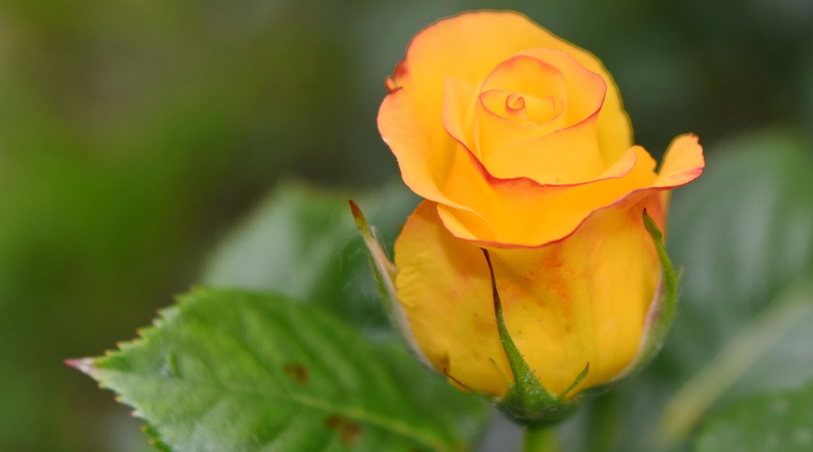 Nikon D5500 sample photo. Beautiful, beautiful flowers, bloom photography