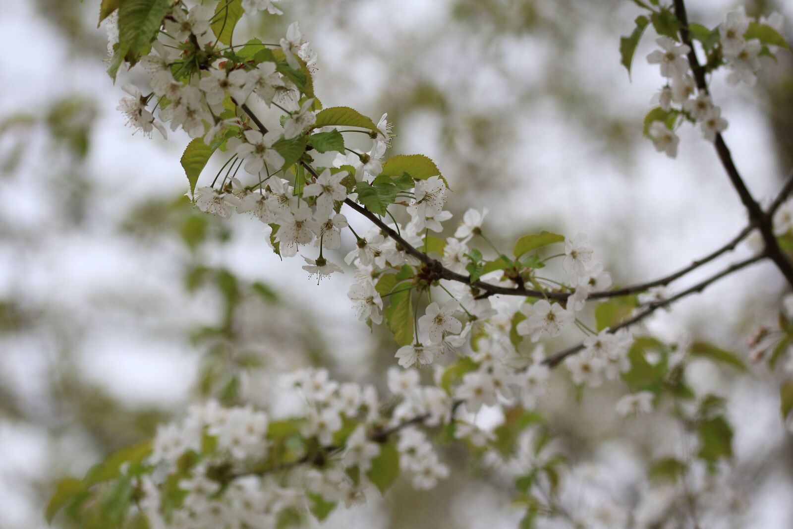Canon EOS 700D (EOS Rebel T5i / EOS Kiss X7i) sample photo. Cherry, tree, cherry harvest photography