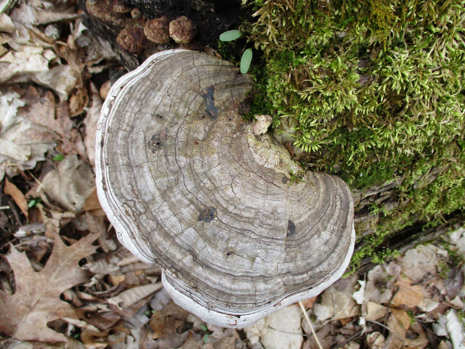 Canon PowerShot ELPH 180 (IXUS 175 / IXY 180) sample photo. Fungi, forest, woods photography
