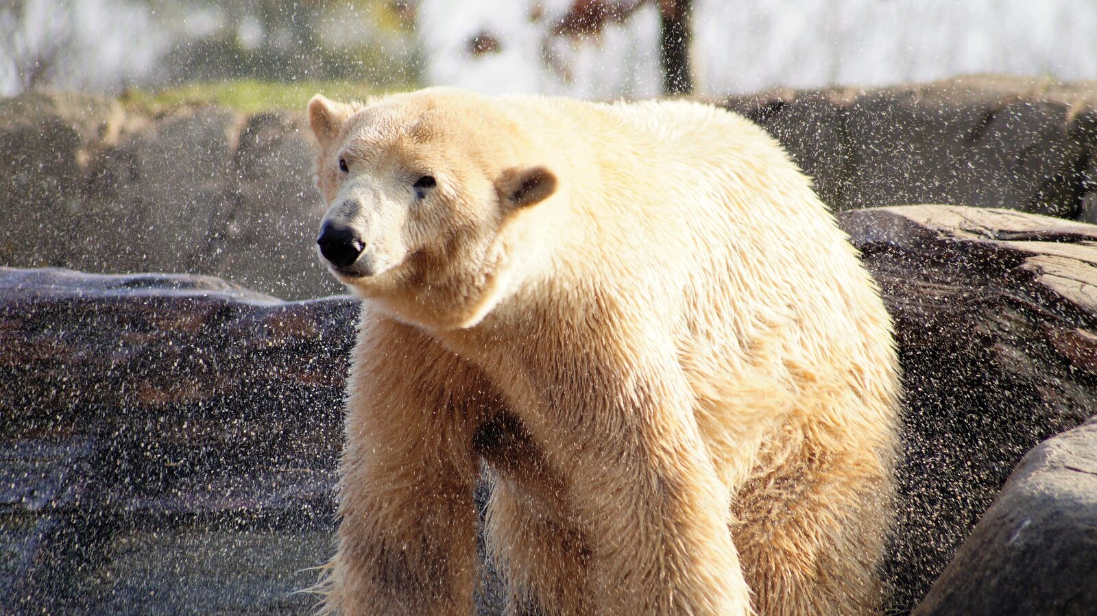 Sony SLT-A58 sample photo. Polar bear, animal, wild photography