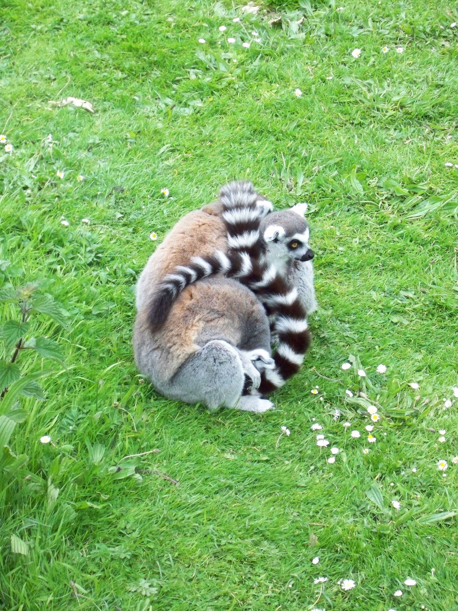 Kodak V1233 ZOOM DIGITAL CAMERA sample photo. Zoo, lemur, animal photography