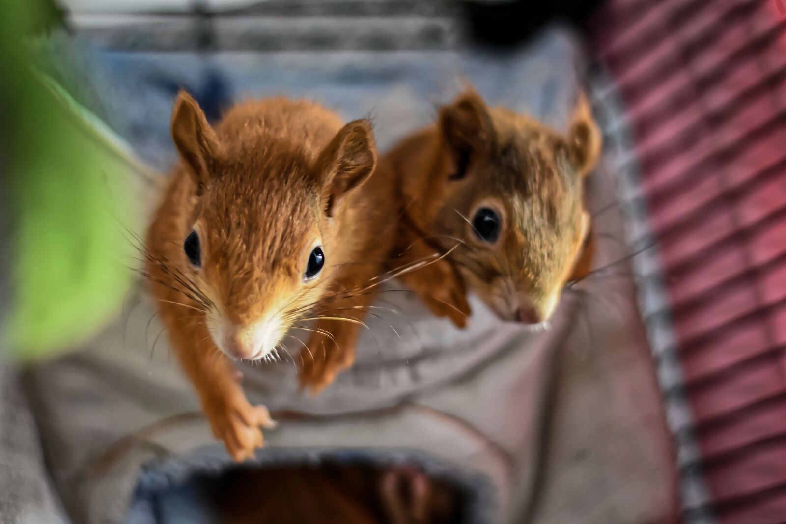 Nikon D7200 sample photo. Squirrel, in custody, young photography