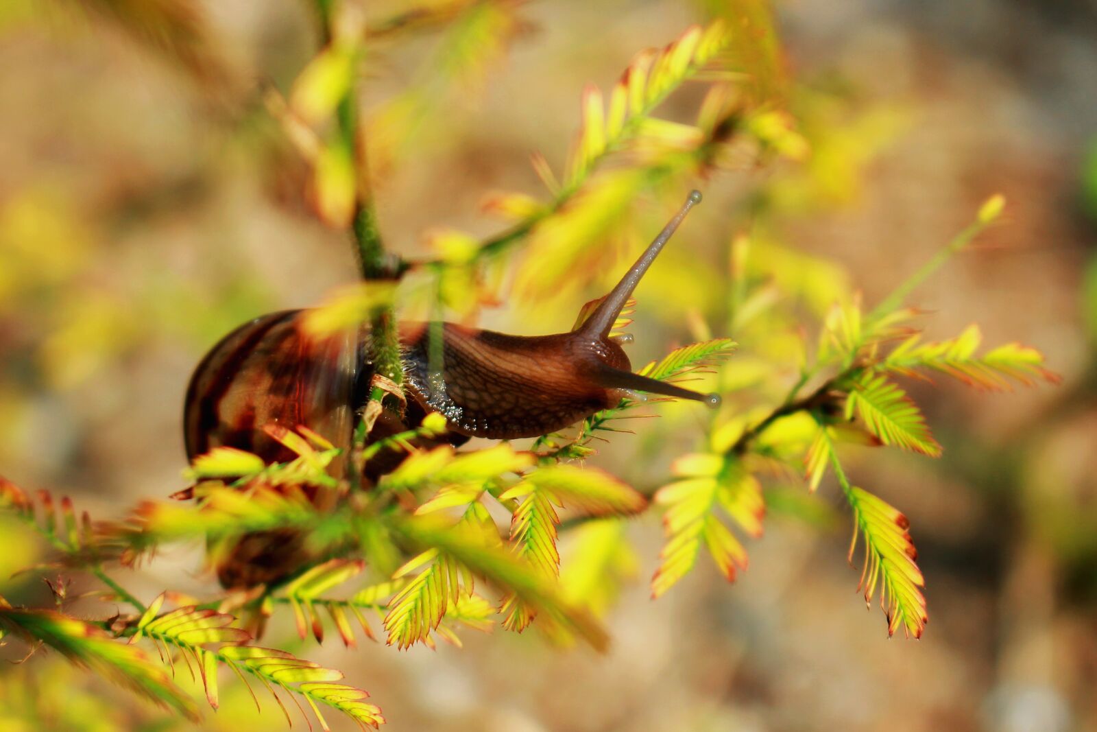 Canon EOS 60D sample photo. Snail, dew drops, leaf photography