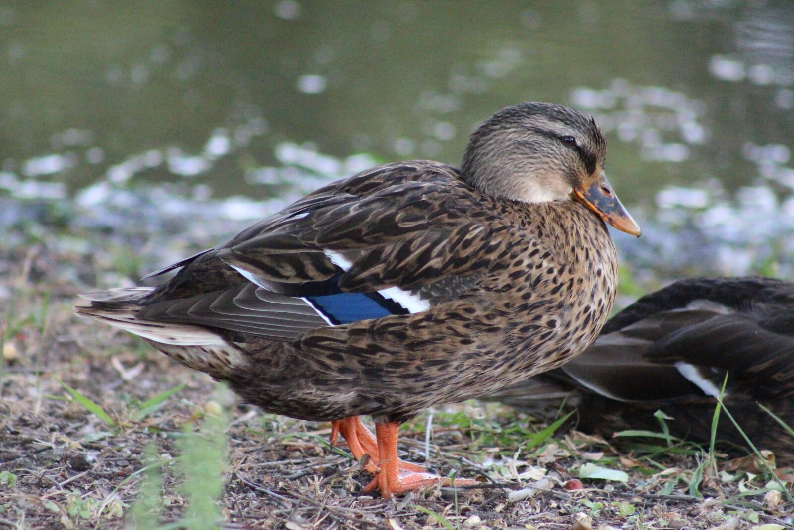 Canon EOS 650D (EOS Rebel T4i / EOS Kiss X6i) + Canon EF 75-300mm f/4-5.6 sample photo. Duck, animal, water photography