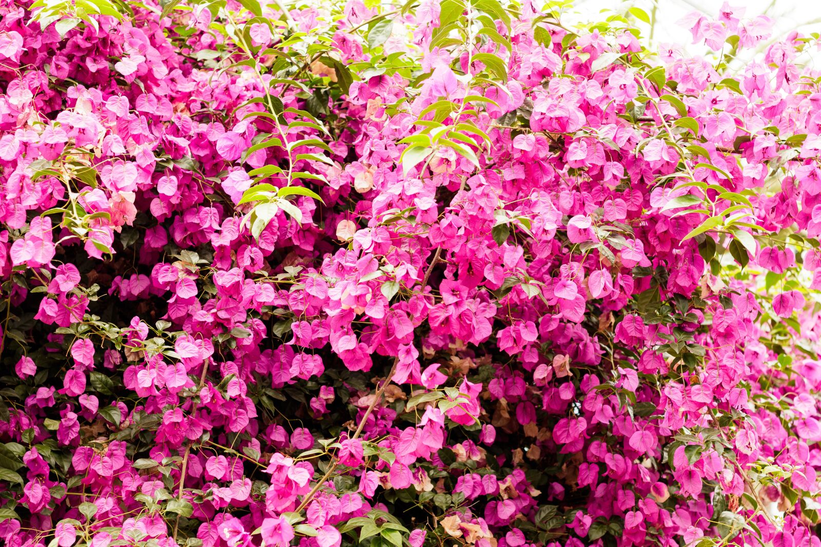 Canon EOS 80D sample photo. Bougainvillea, plant, wall photography