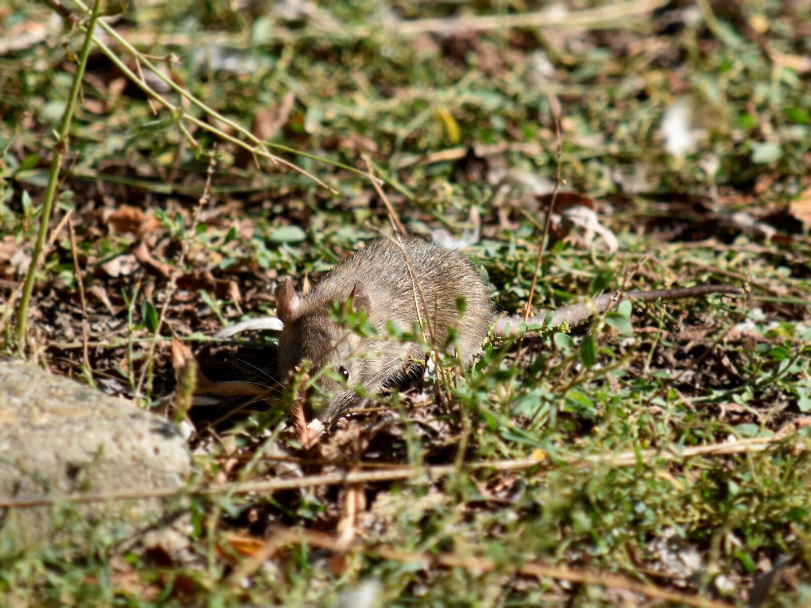 Nikon D5500 sample photo. Mouse, wildlife, rodent, nature photography