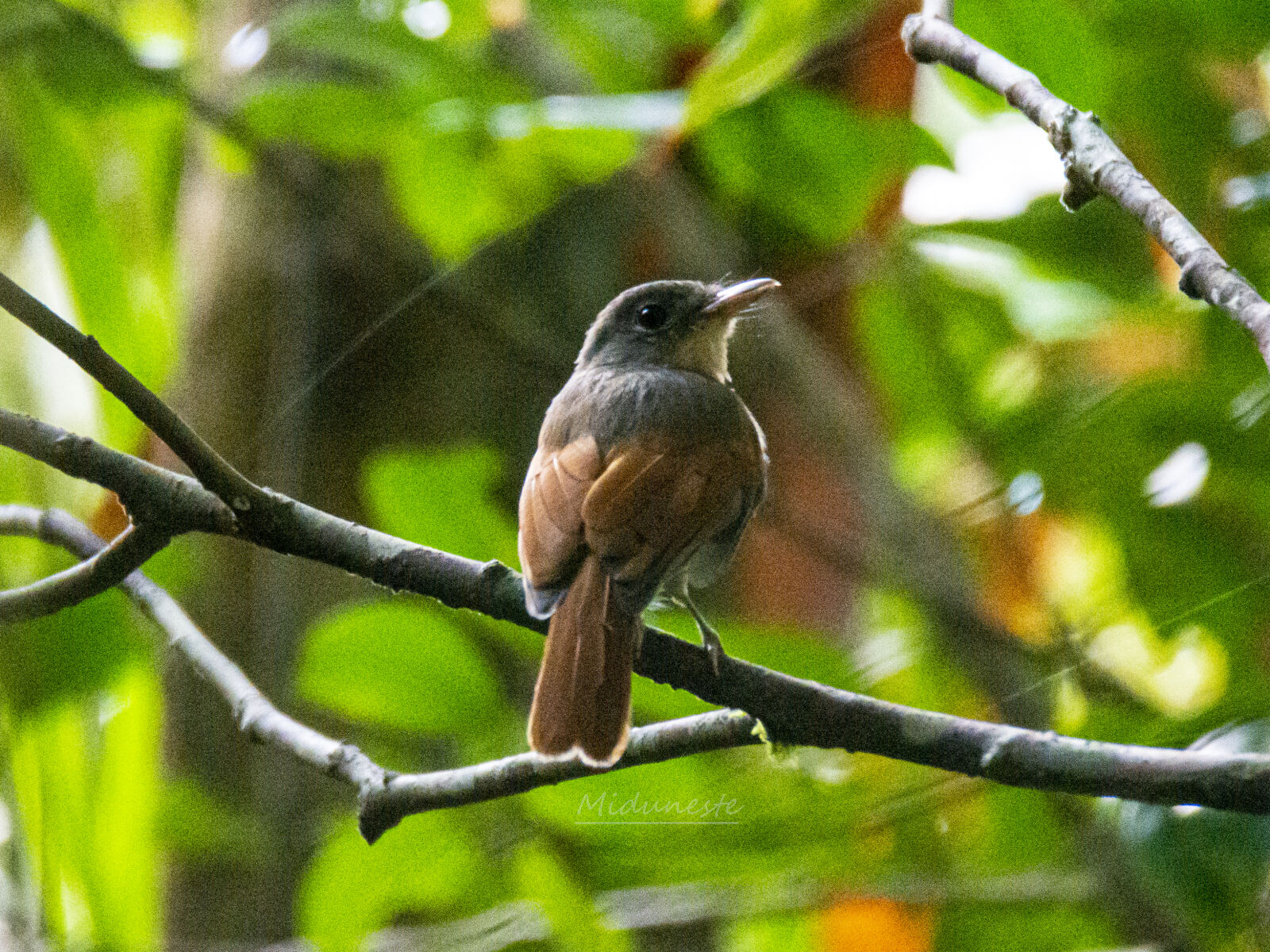 Tamron SP 150-600mm F5-6.3 Di VC USD sample photo. Rufous winged philentoma photography
