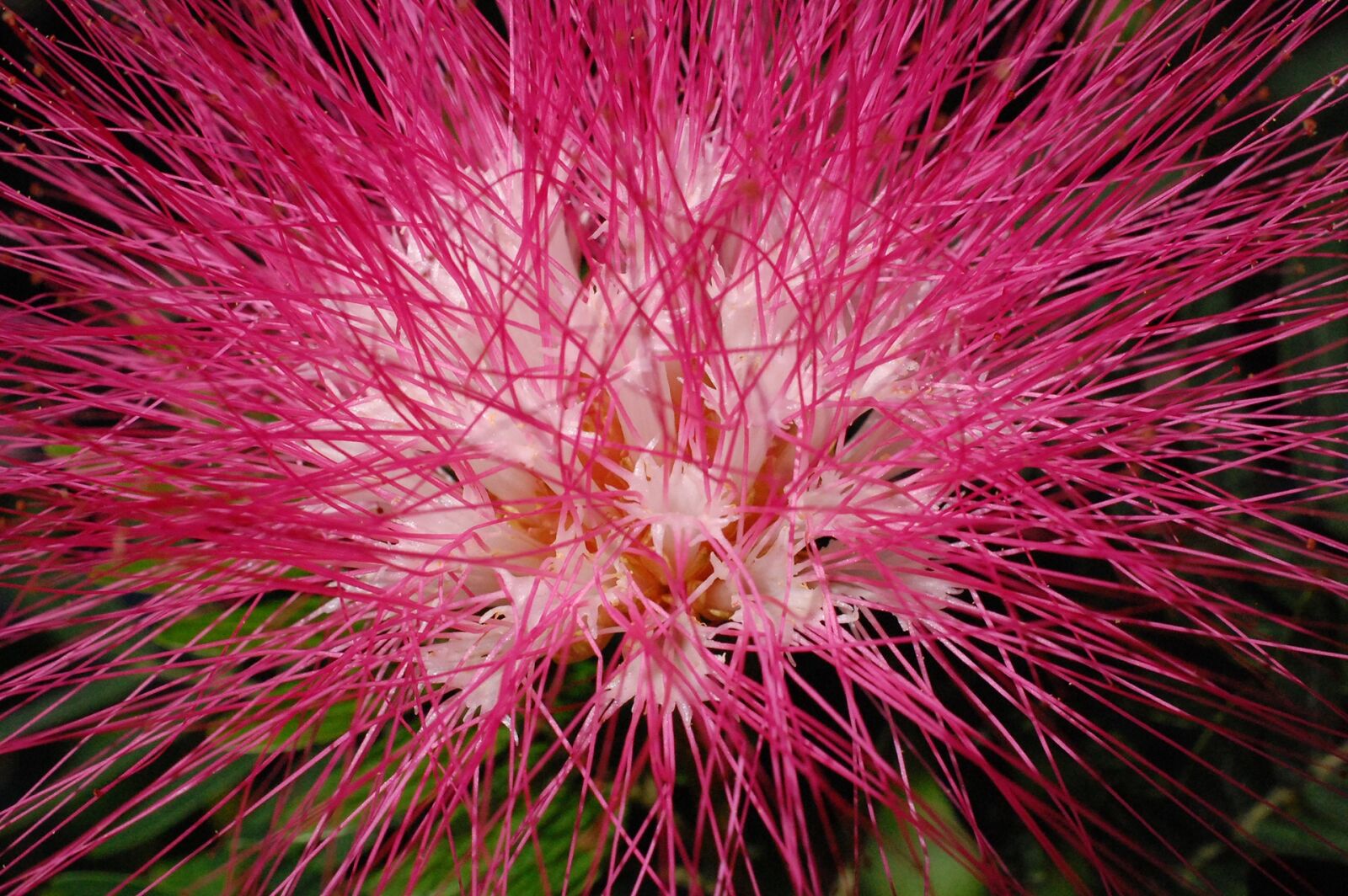 Nikon D40 sample photo. Mimosa flower, pink flower photography