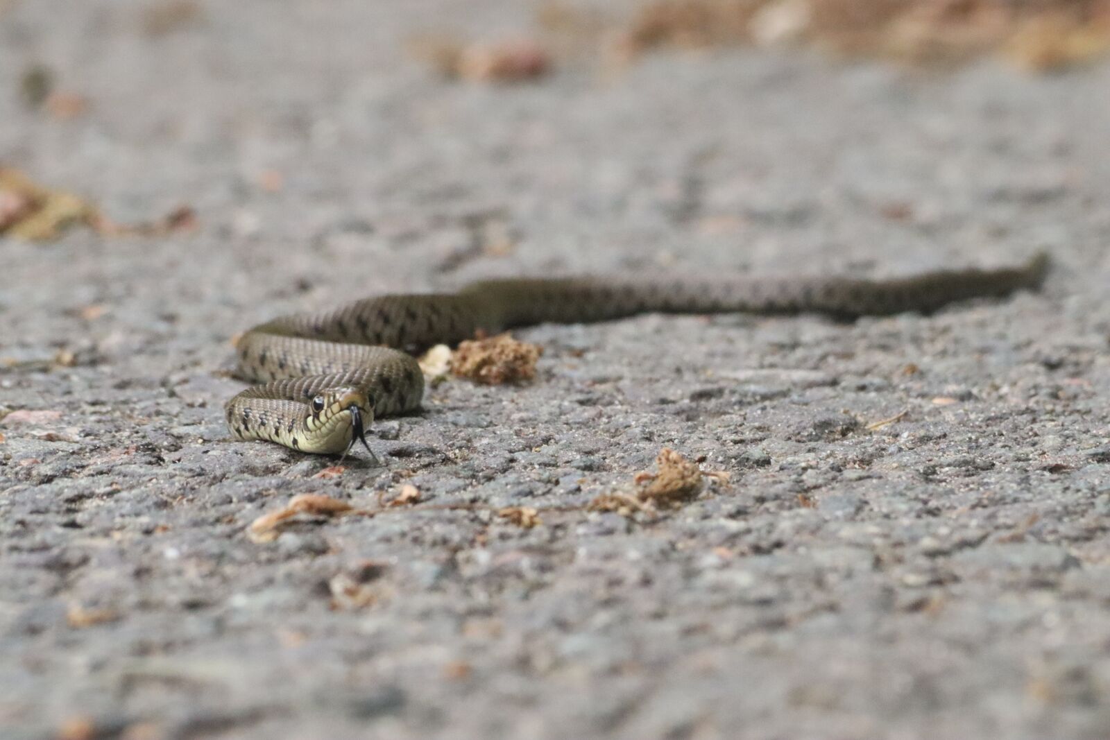 Canon EOS 250D (EOS Rebel SL3 / EOS Kiss X10 / EOS 200D II) sample photo. Viper, snake, reptile photography