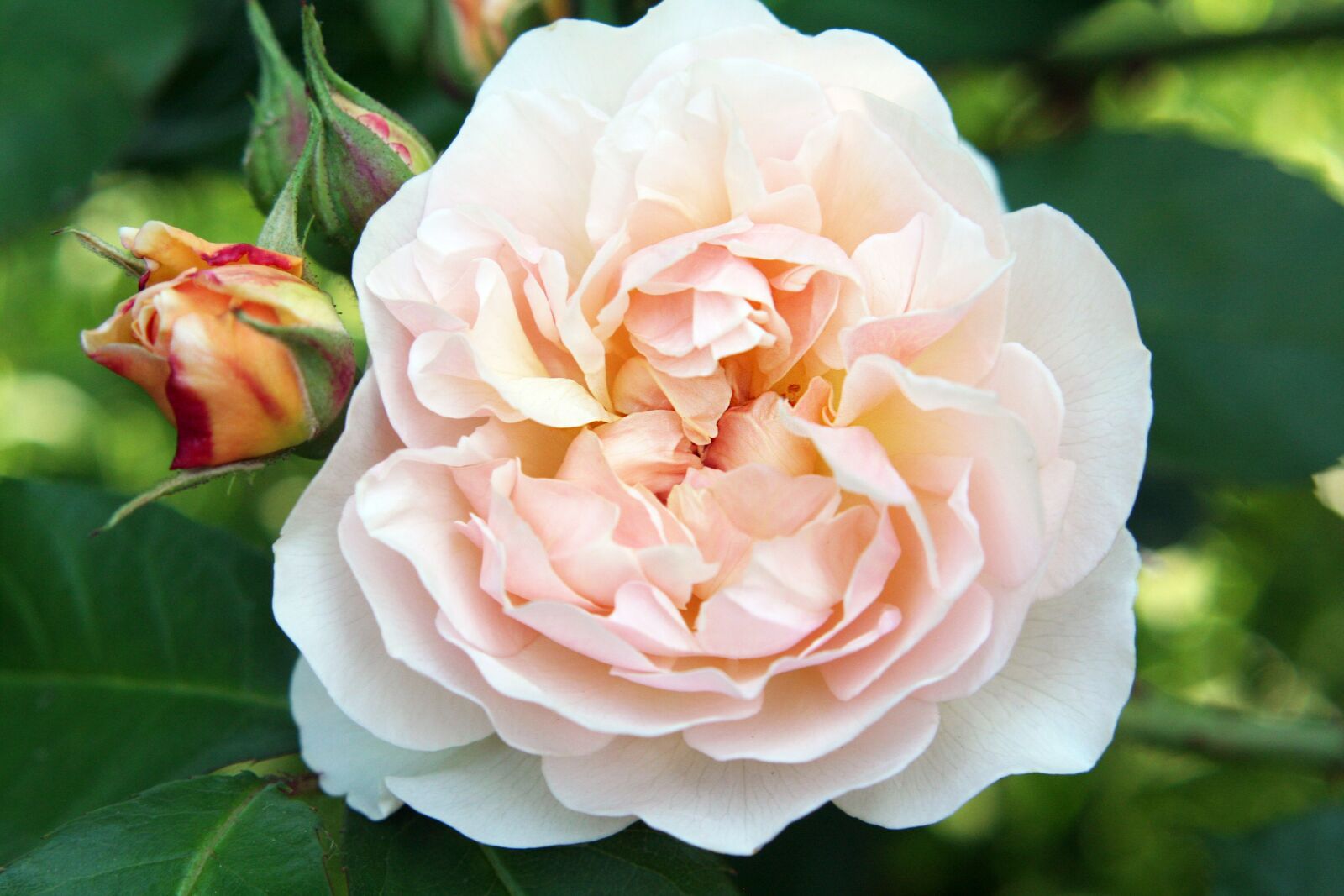 Canon EOS 350D (EOS Digital Rebel XT / EOS Kiss Digital N) sample photo. Rose, english, garden photography