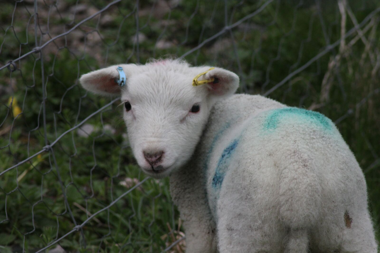 Canon EOS 550D (EOS Rebel T2i / EOS Kiss X4) sample photo. Lamb, easter, spring photography