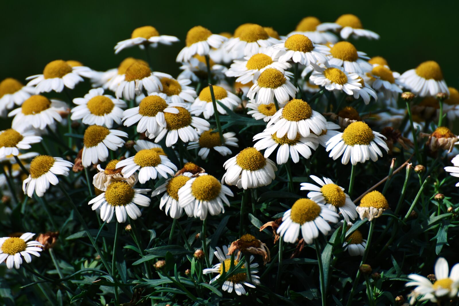 Nikon D7200 sample photo. Daisies, white, flower photography