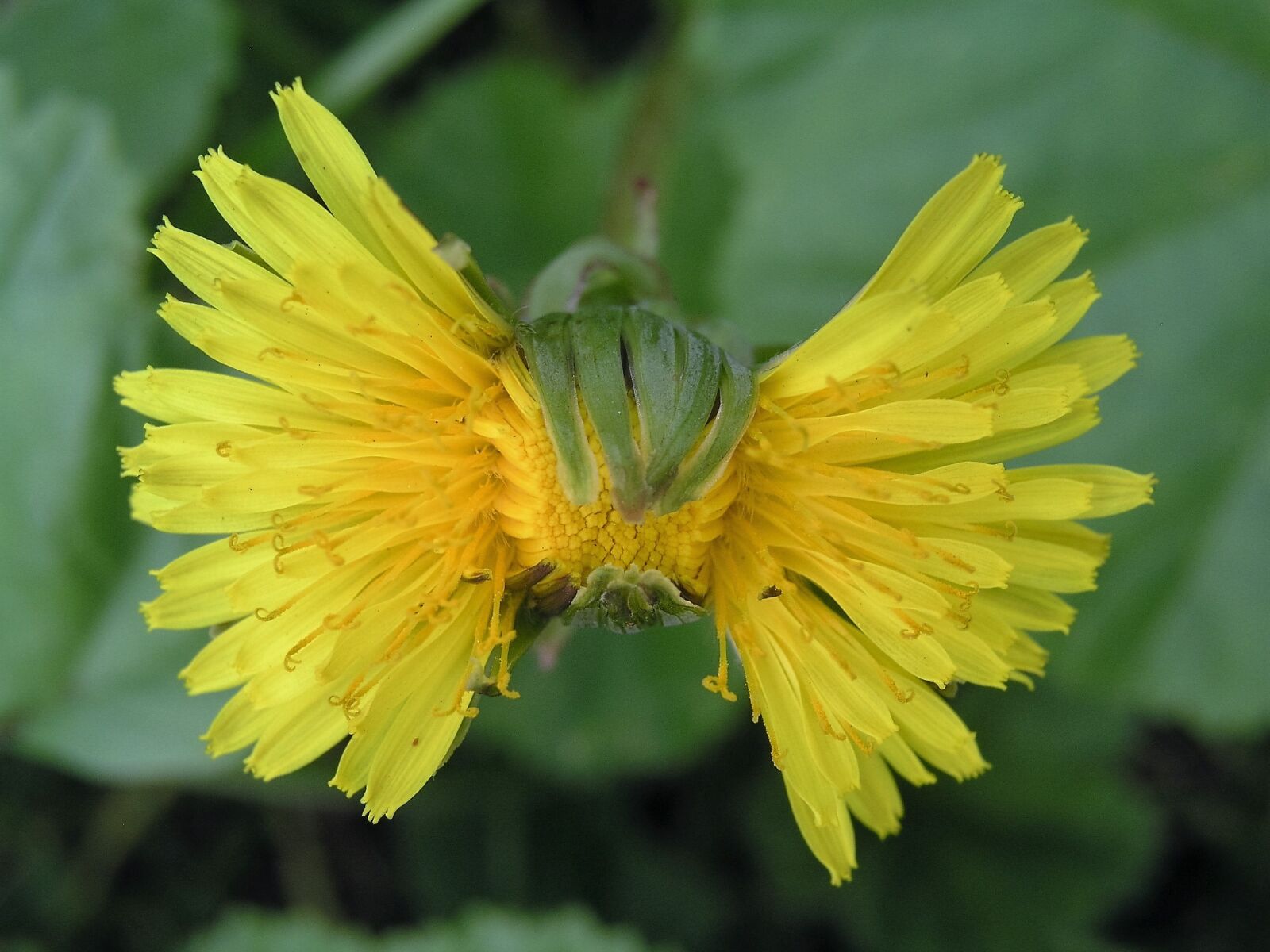 Olympus C5050Z sample photo. Flower, bloom, dandilion photography