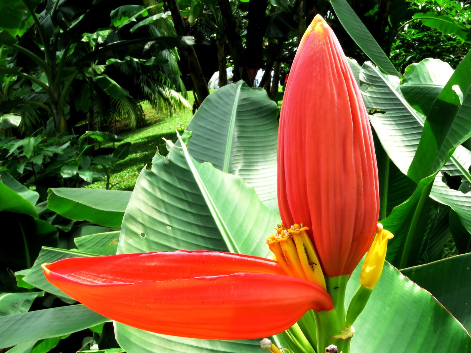 Canon PowerShot SX60 HS sample photo