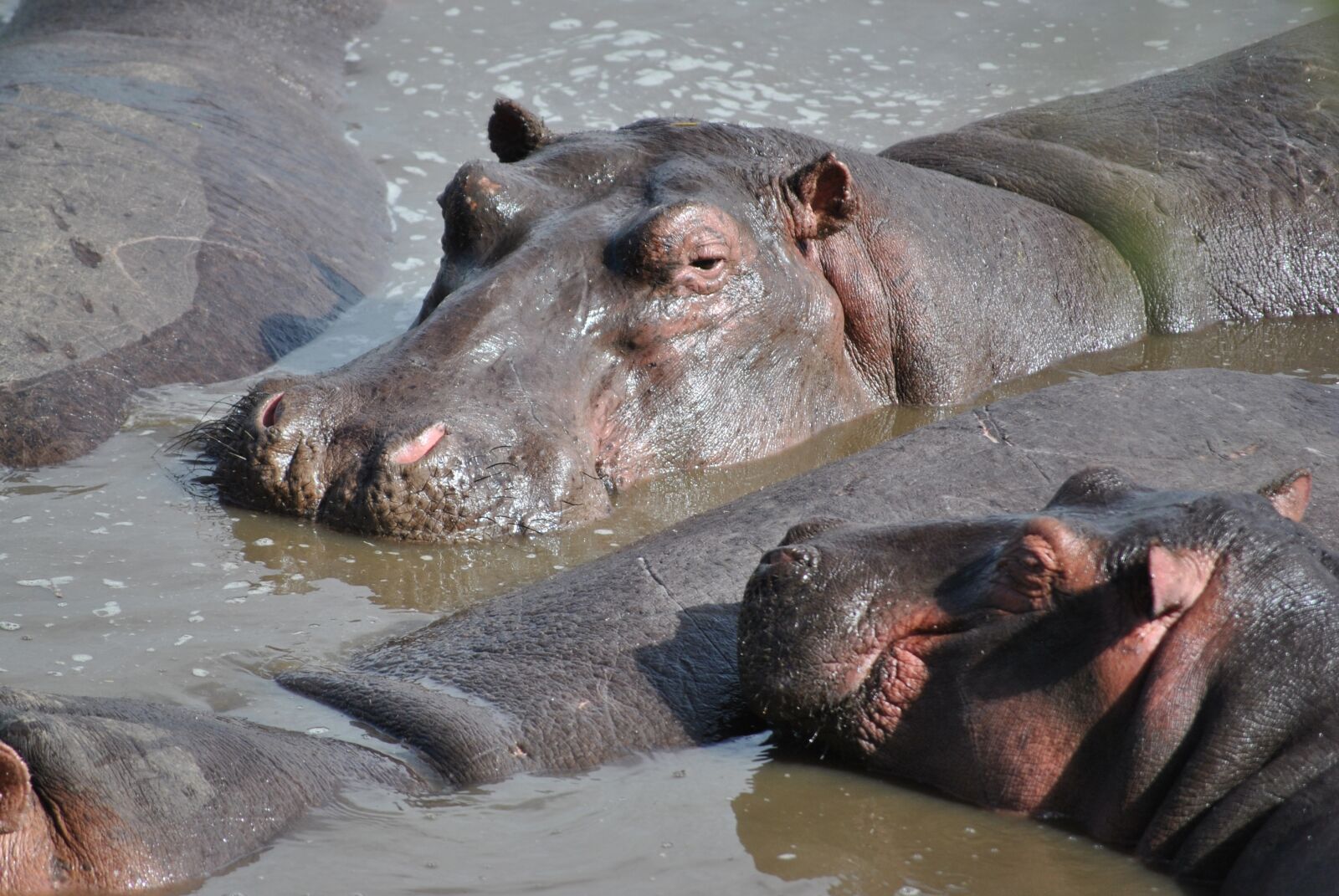 Nikon D3000 sample photo. Africa, tanzania, national park photography