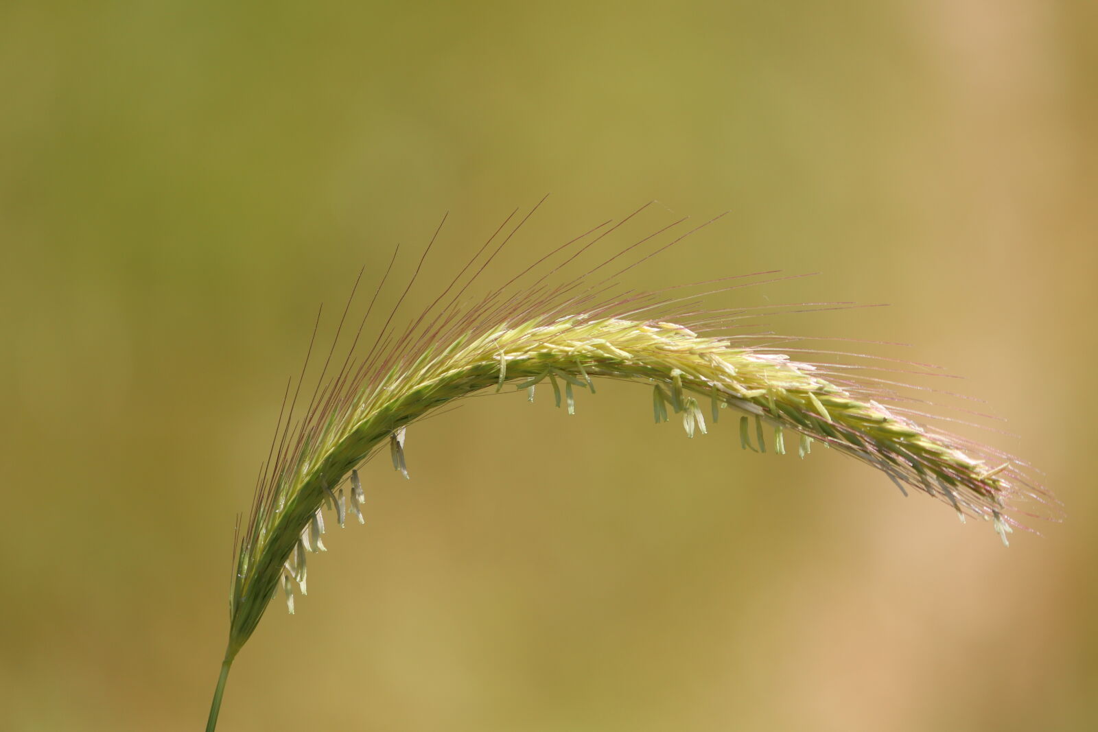 Canon EF-S 55-250mm F4-5.6 IS sample photo