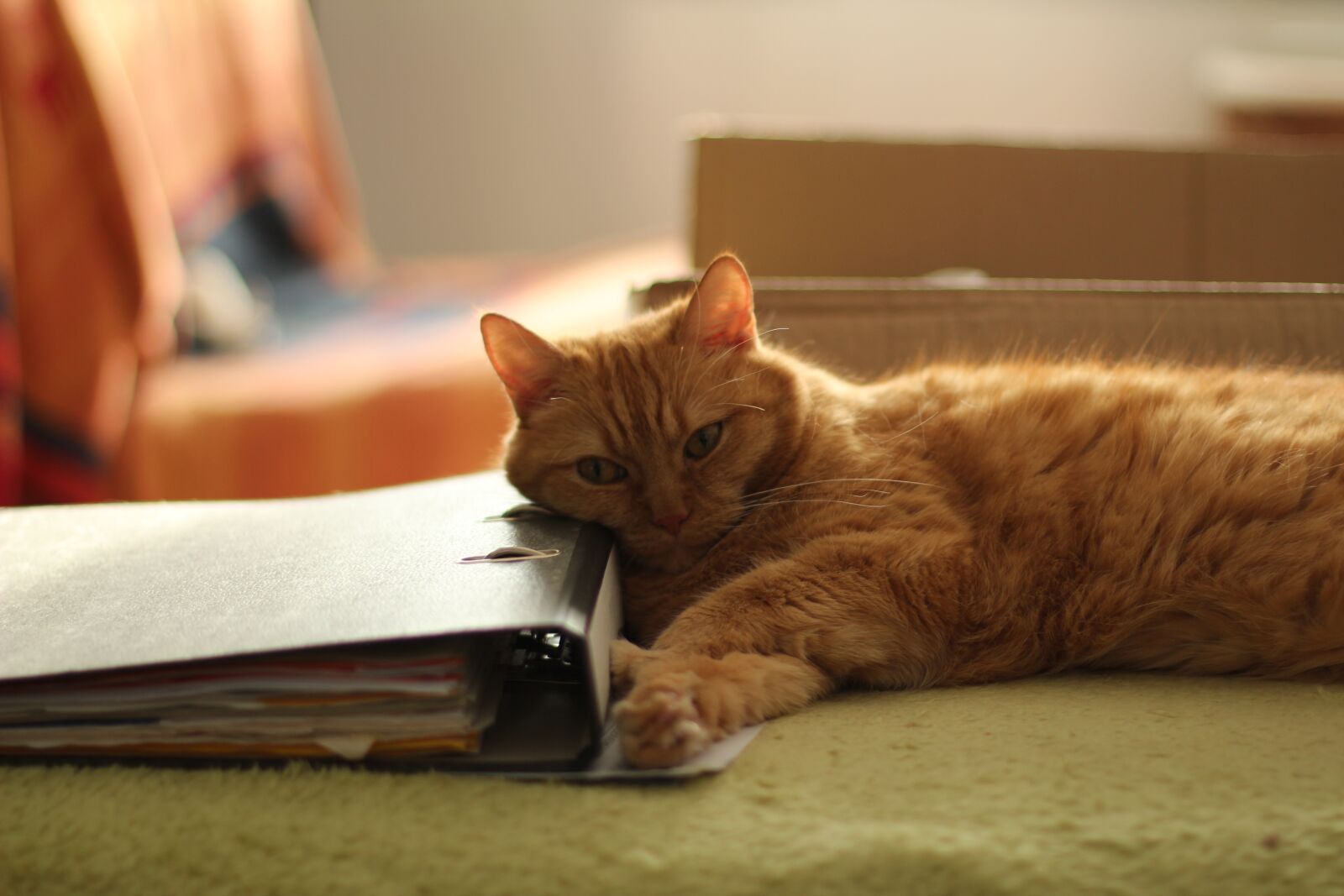 Canon EOS 600D (Rebel EOS T3i / EOS Kiss X5) + Canon EF 50mm F1.4 USM sample photo. Cat, red, sofa photography