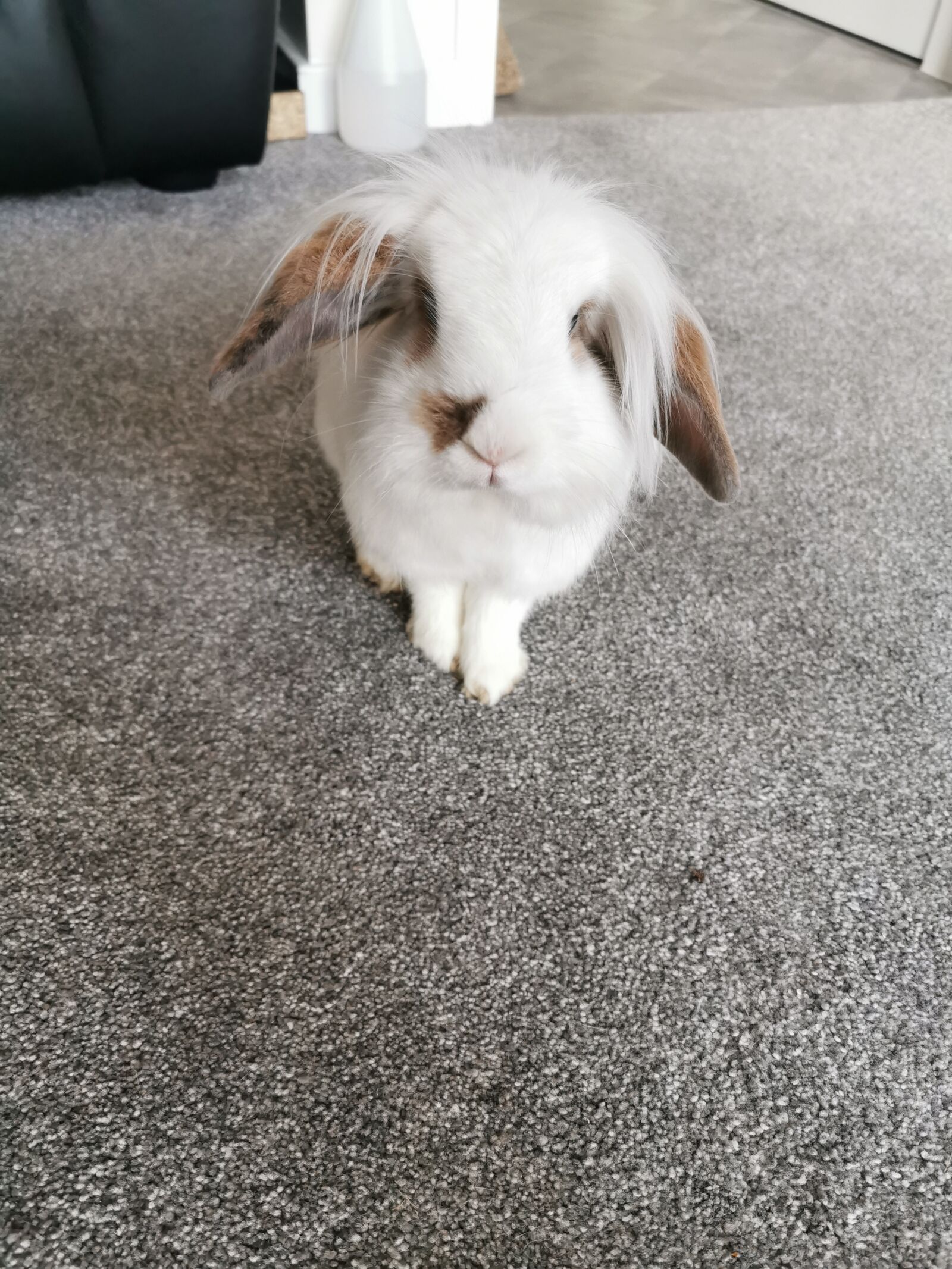 HUAWEI P30 Pro sample photo. Rabbit, bunny, animal photography
