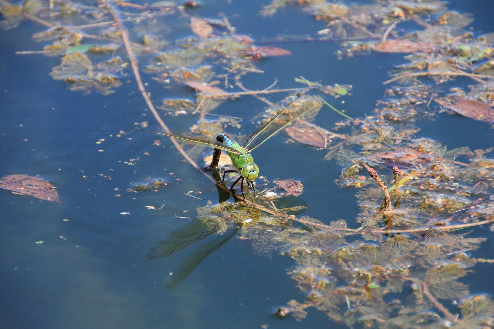 Canon EOS 550D (EOS Rebel T2i / EOS Kiss X4) sample photo. Dragonfly, water, insect photography