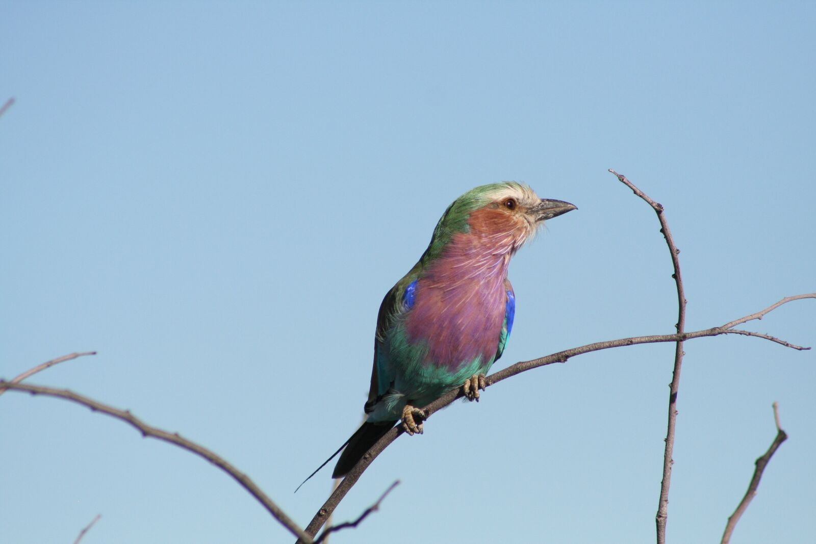 Canon EOS 350D (EOS Digital Rebel XT / EOS Kiss Digital N) sample photo. Bird, namibia, africa photography