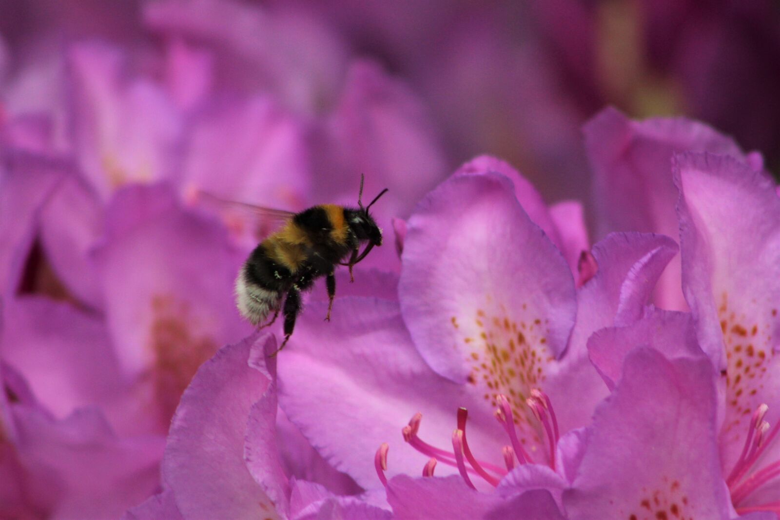 Canon EF75-300mm f/4-5.6 sample photo. Flower, bee, insect photography