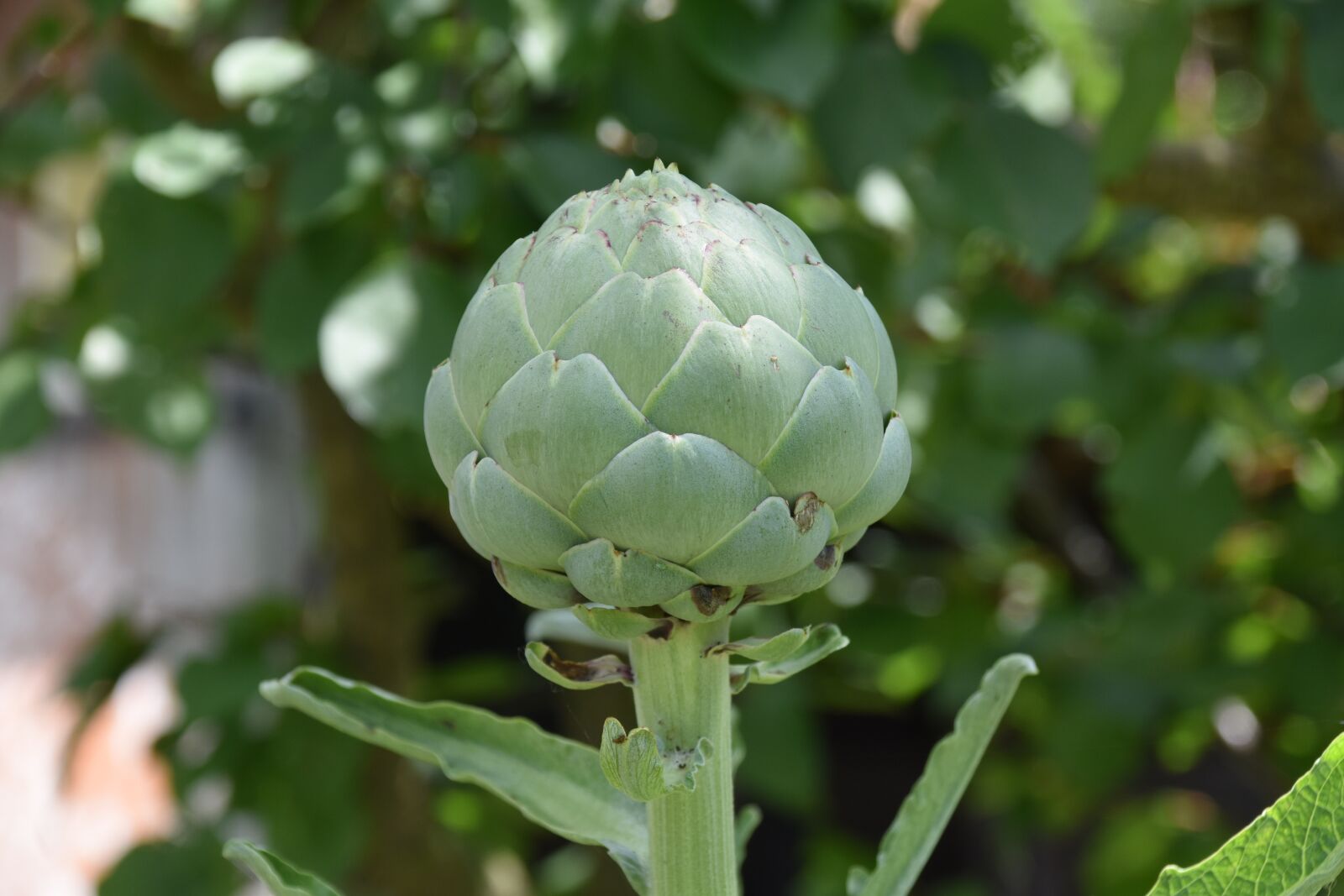 Nikon D5600 sample photo. Artichoke, green vegetable, artichoke photography