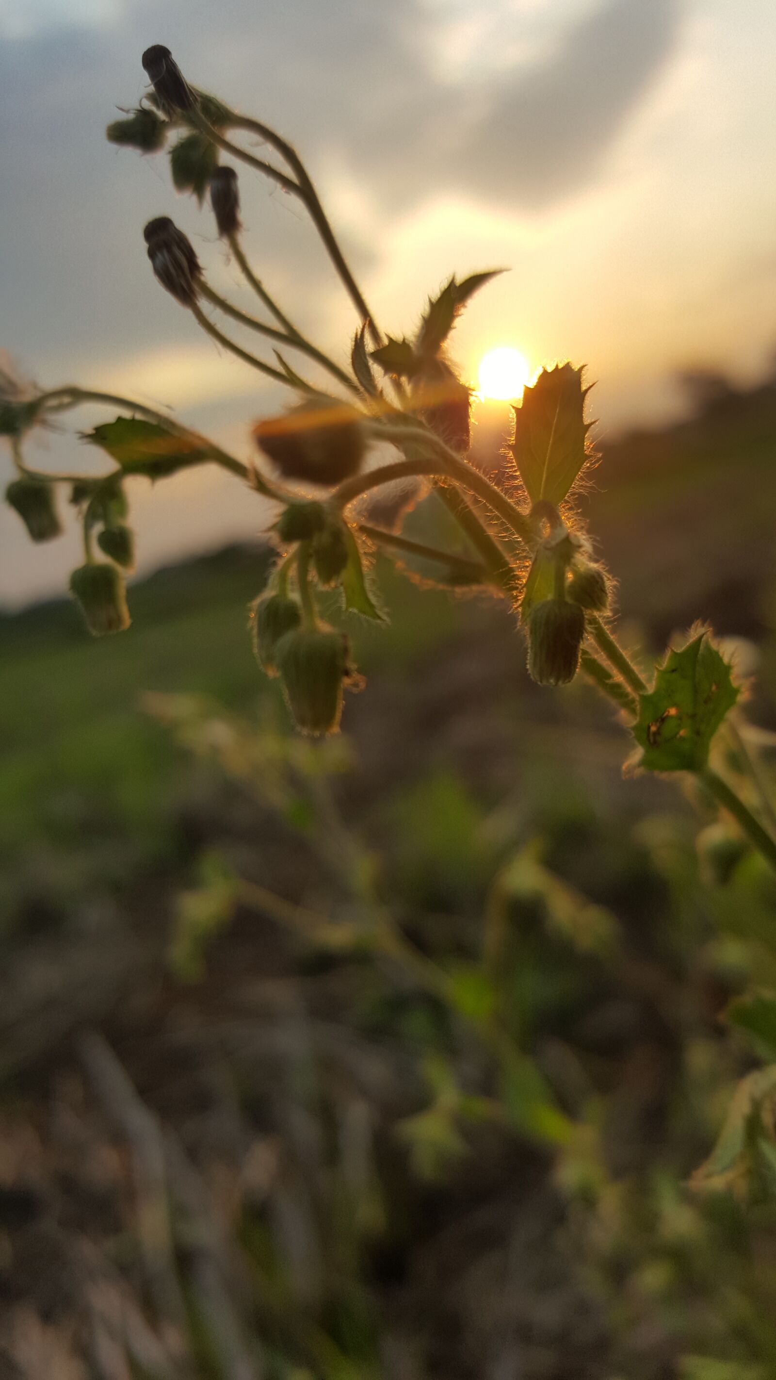 Samsung GALAXY S6 edge sample photo. Sun, summer, flowers photography