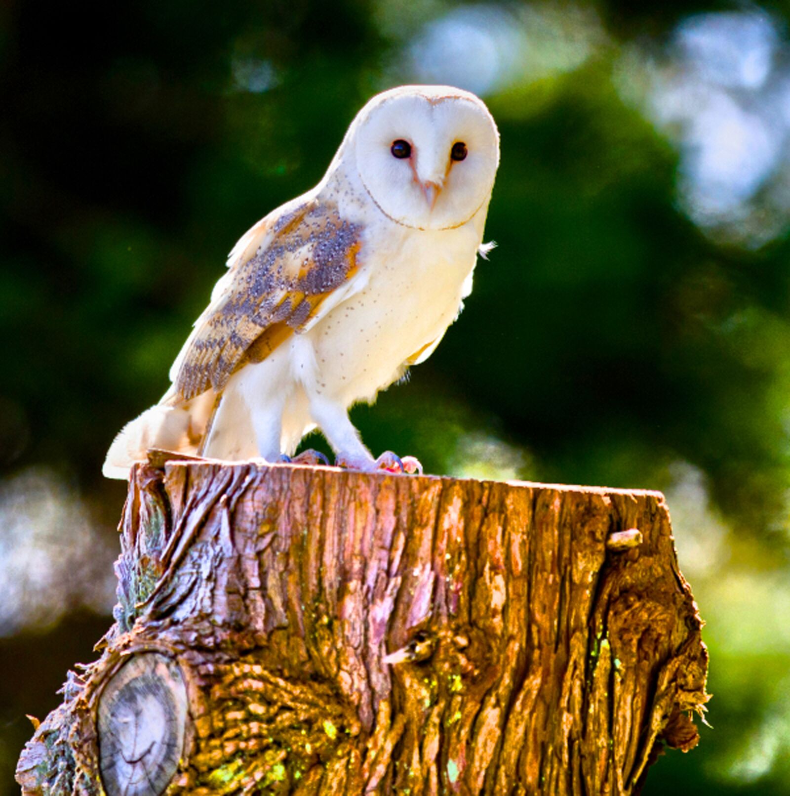 Canon EOS 7D + Canon EF 70-200mm F2.8L IS II USM sample photo. Barn owl, owl, nocturnal photography