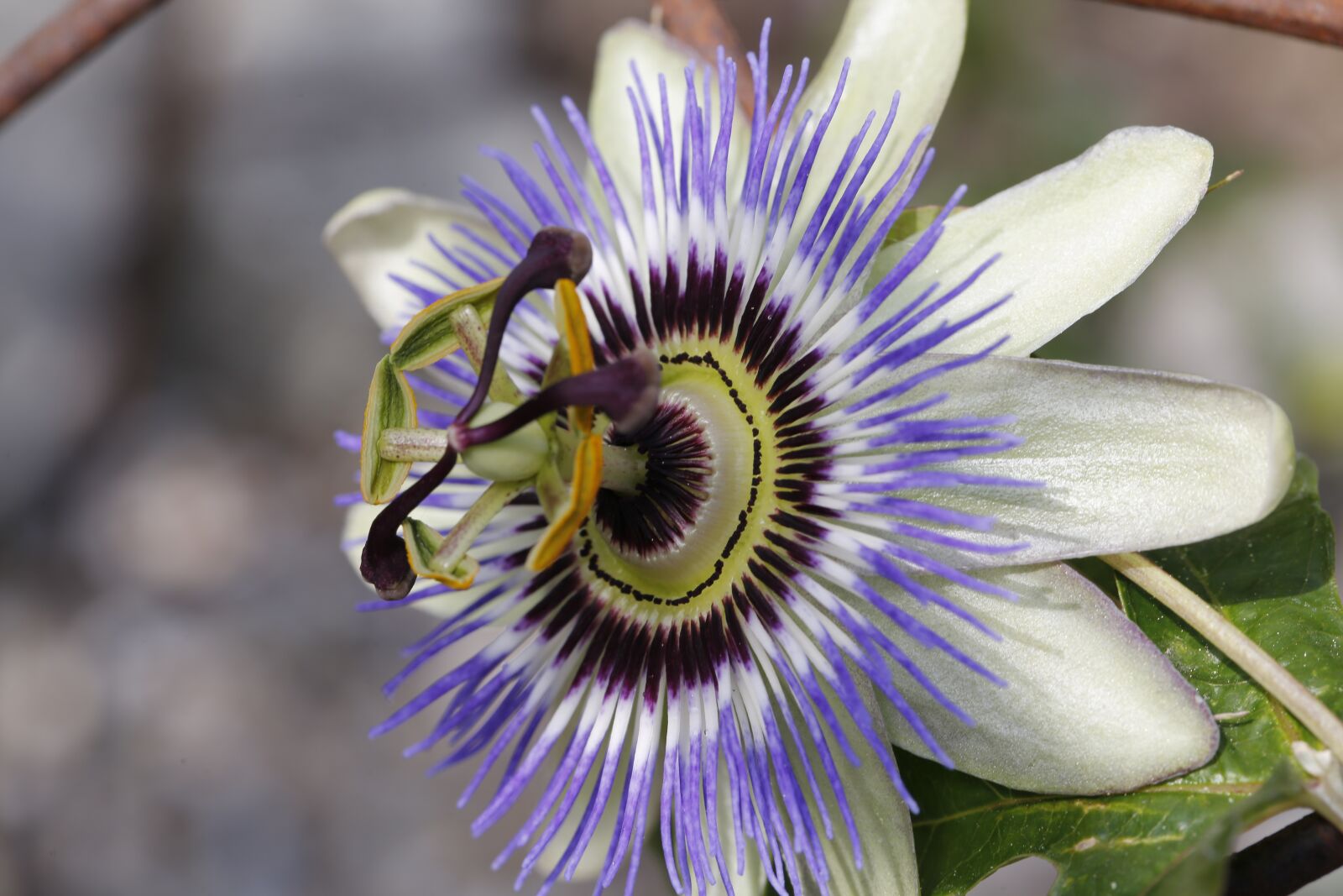 Canon EF 100mm F2.8L Macro IS USM sample photo. Passion flower, blossom, bloom photography
