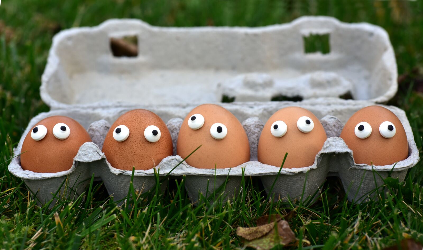 Nikon D750 sample photo. Egg, egg box, egg photography