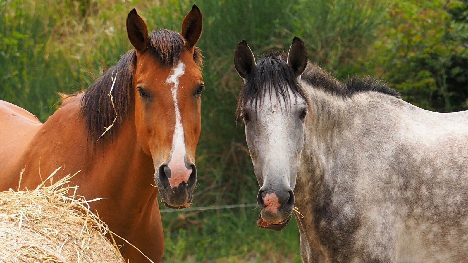 Olympus OM-D E-M10 II sample photo. Horses, close up, portrait photography