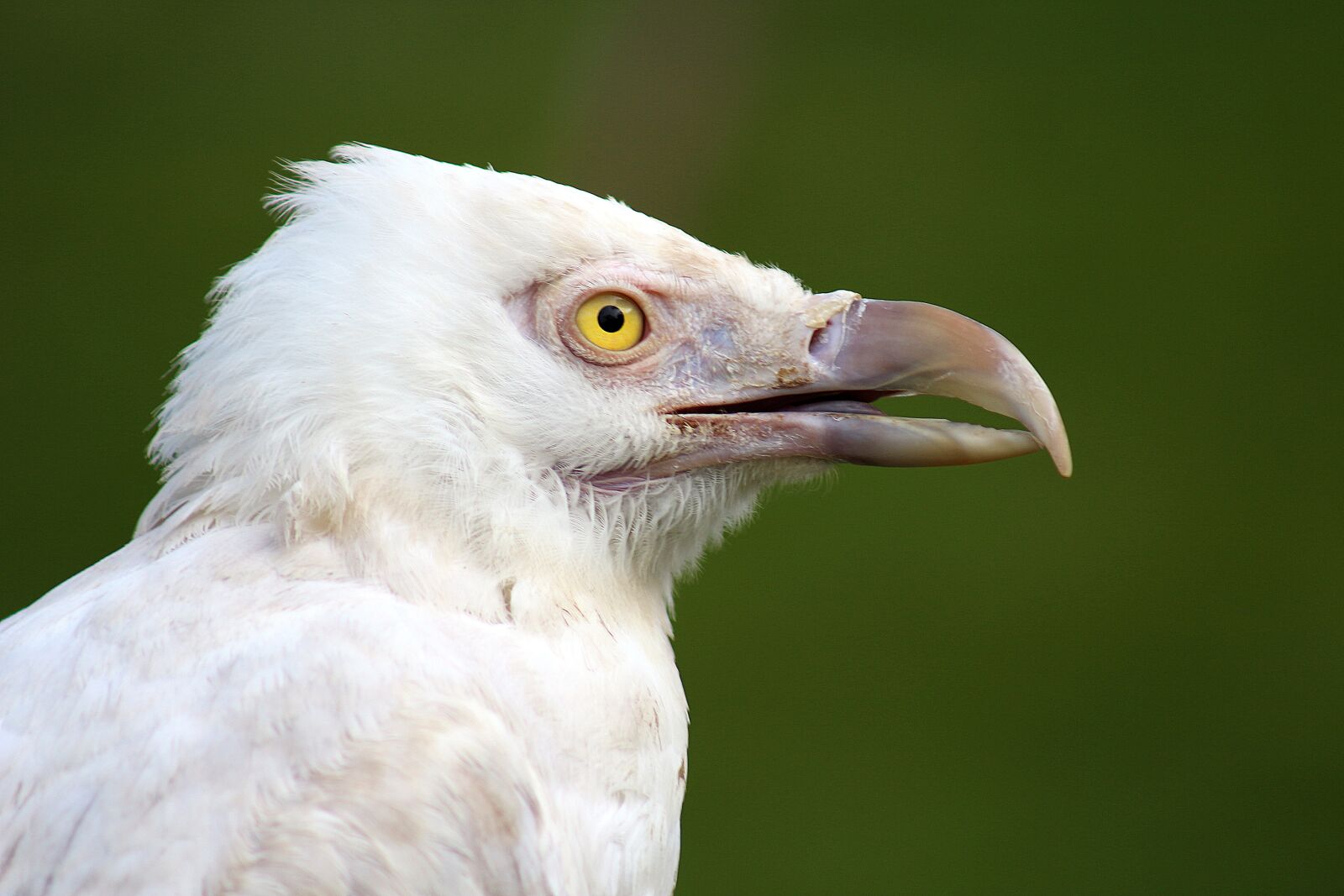 Canon EOS 100D (EOS Rebel SL1 / EOS Kiss X7) sample photo. Bird, feathered, feather photography