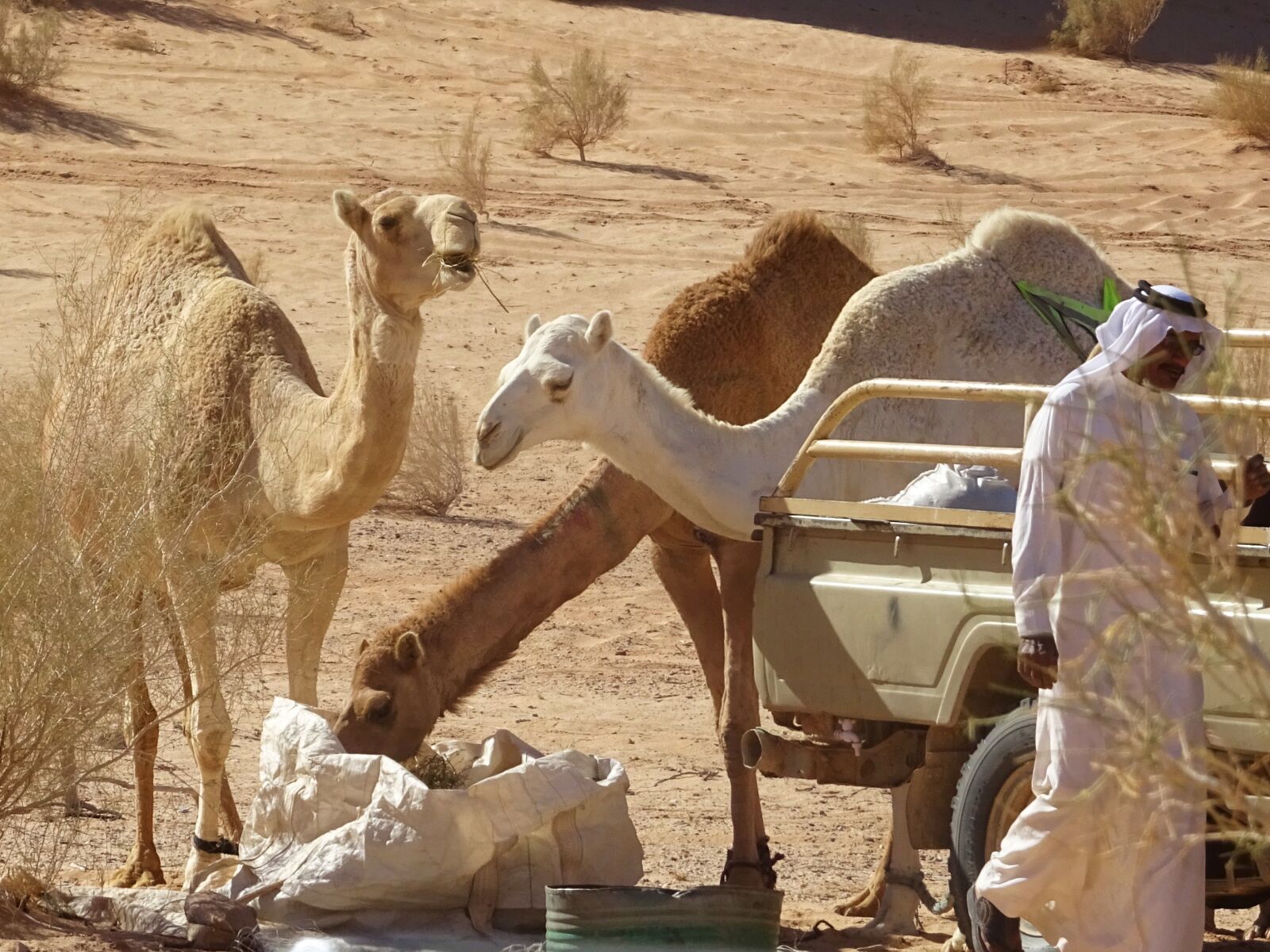 Sony DSC-HX60 sample photo. Camel, jordan, desert photography