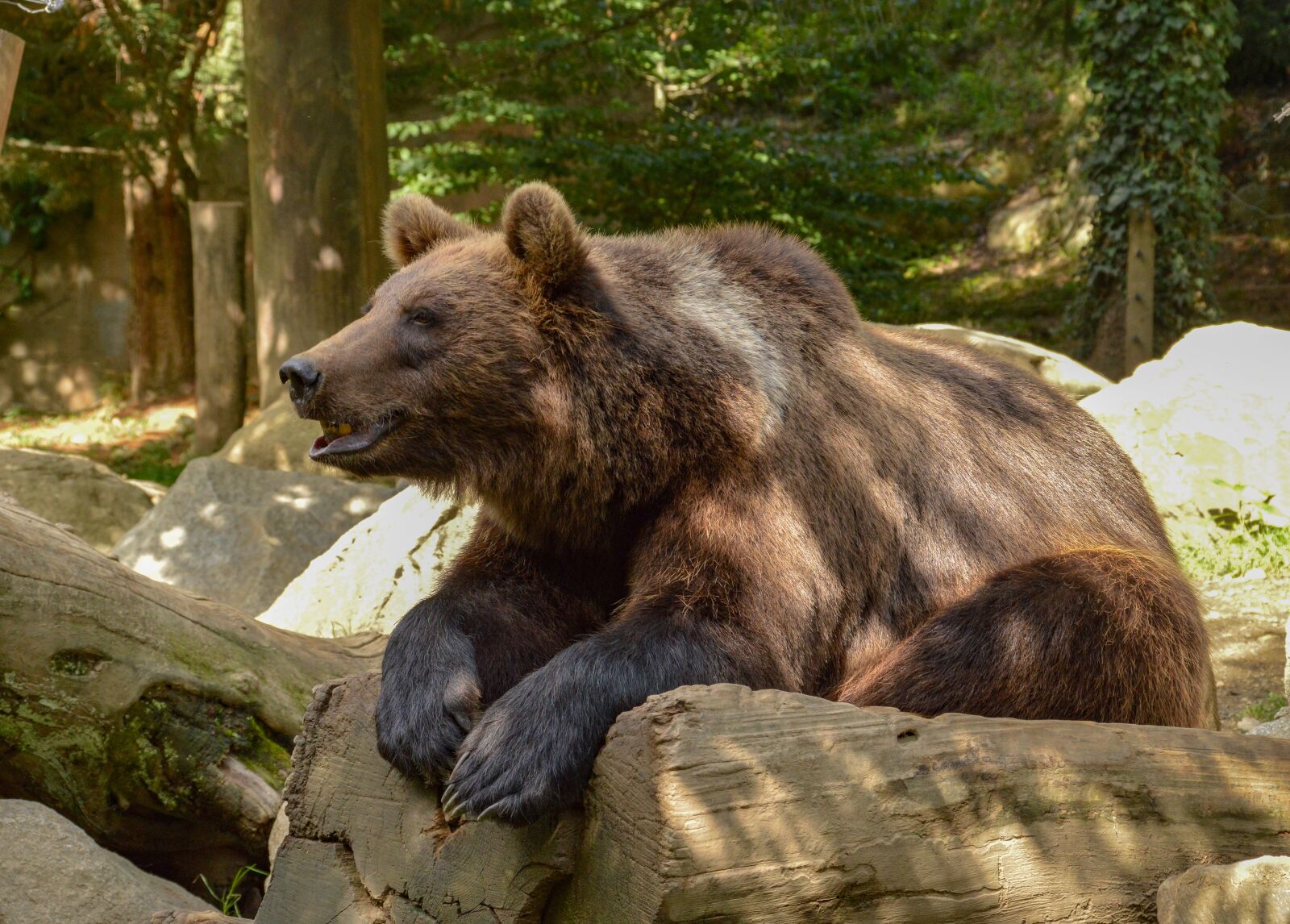 Nikon D3200 sample photo. Animal, bear, nature photography