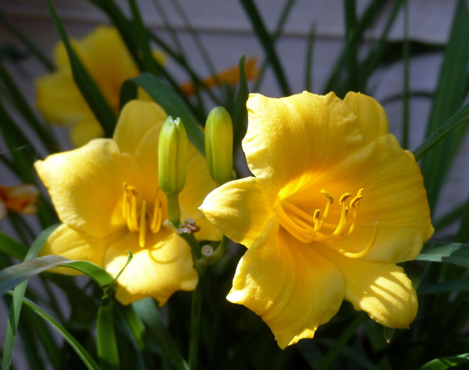 Panasonic Lumix DMC-FZ200 sample photo. Plant, day lilly, blossom photography