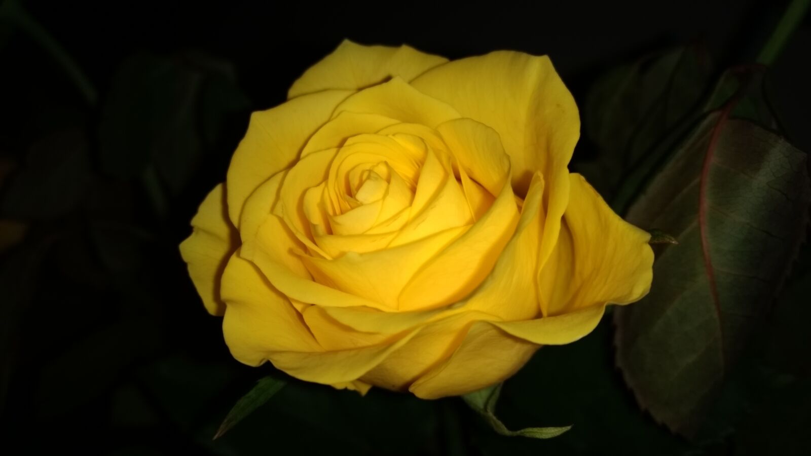 Motorola Moto G (4) sample photo. Flower, petal, rose photography