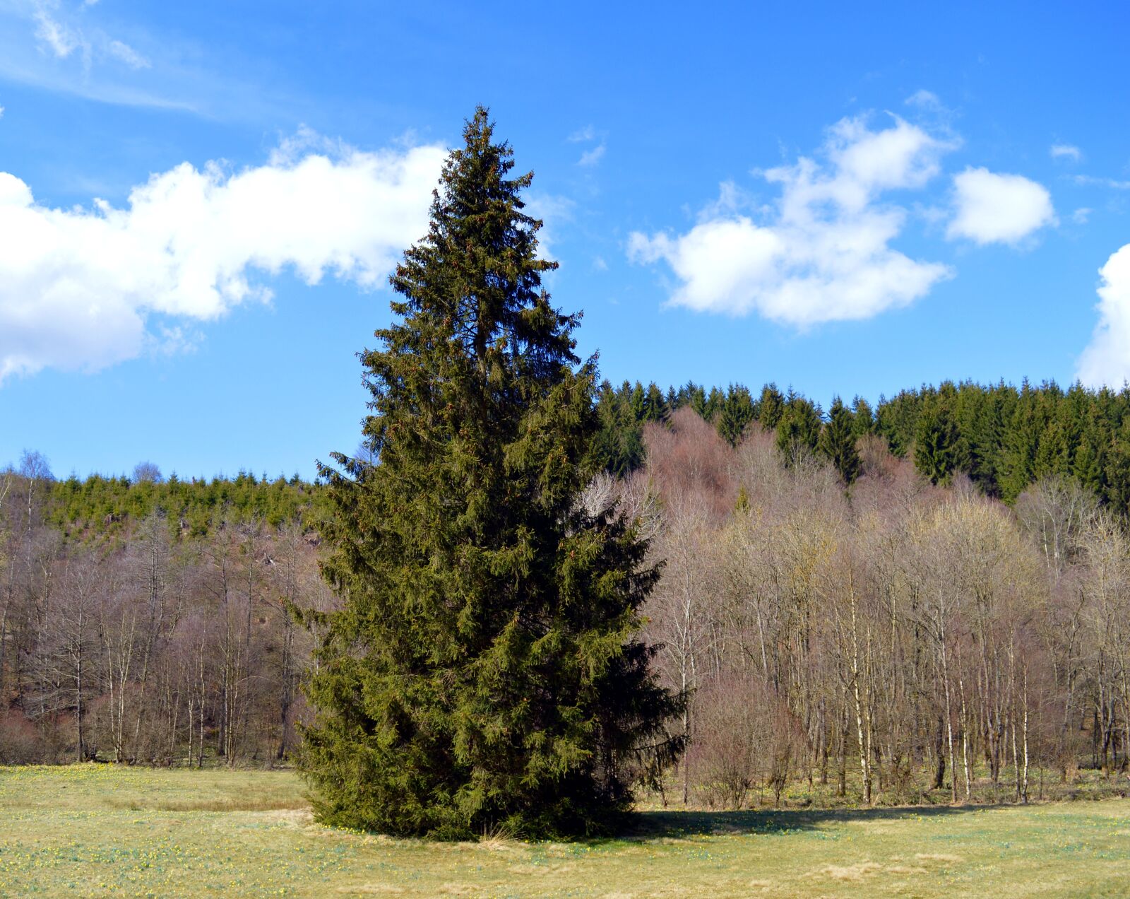 Nikon D3200 sample photo. Spruce, conifer, forest photography