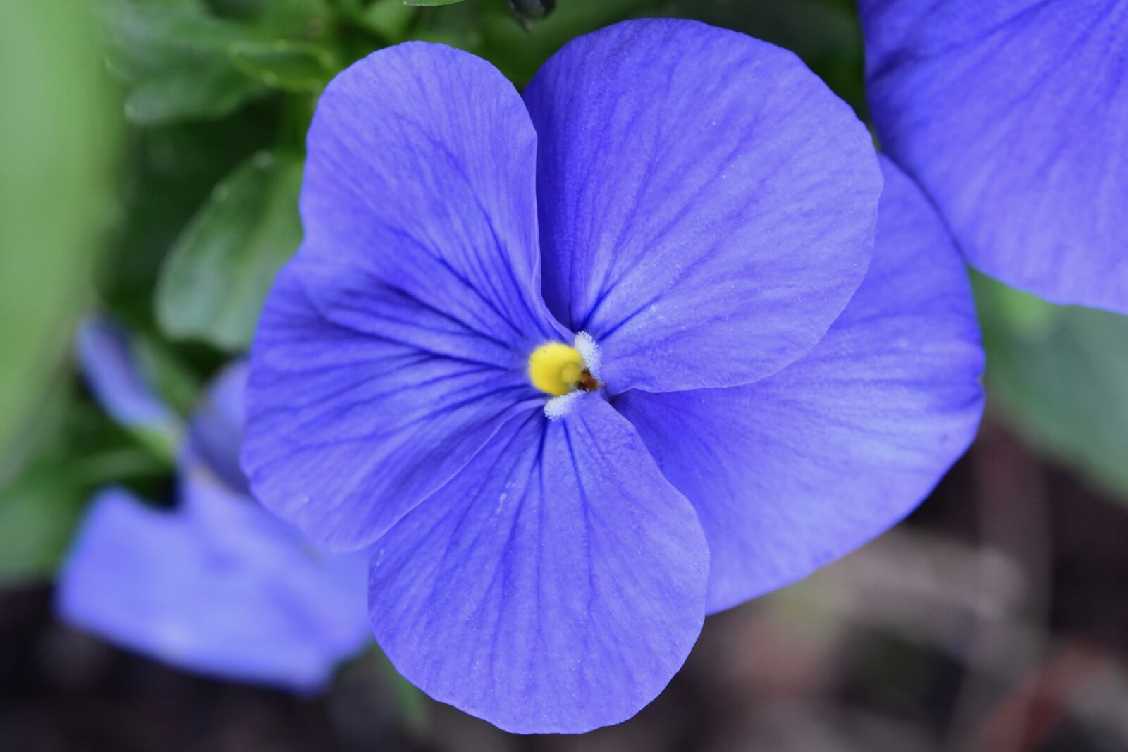 Nikon D5600 sample photo. Flower, flower thought, plant photography