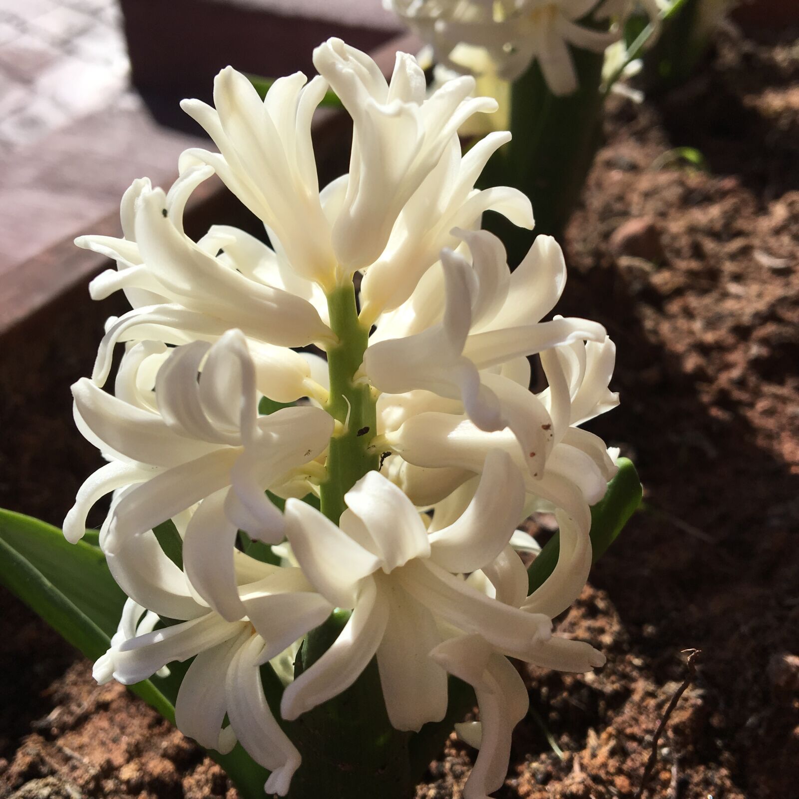 Apple iPhone 6s sample photo. Flower, plant, nature photography