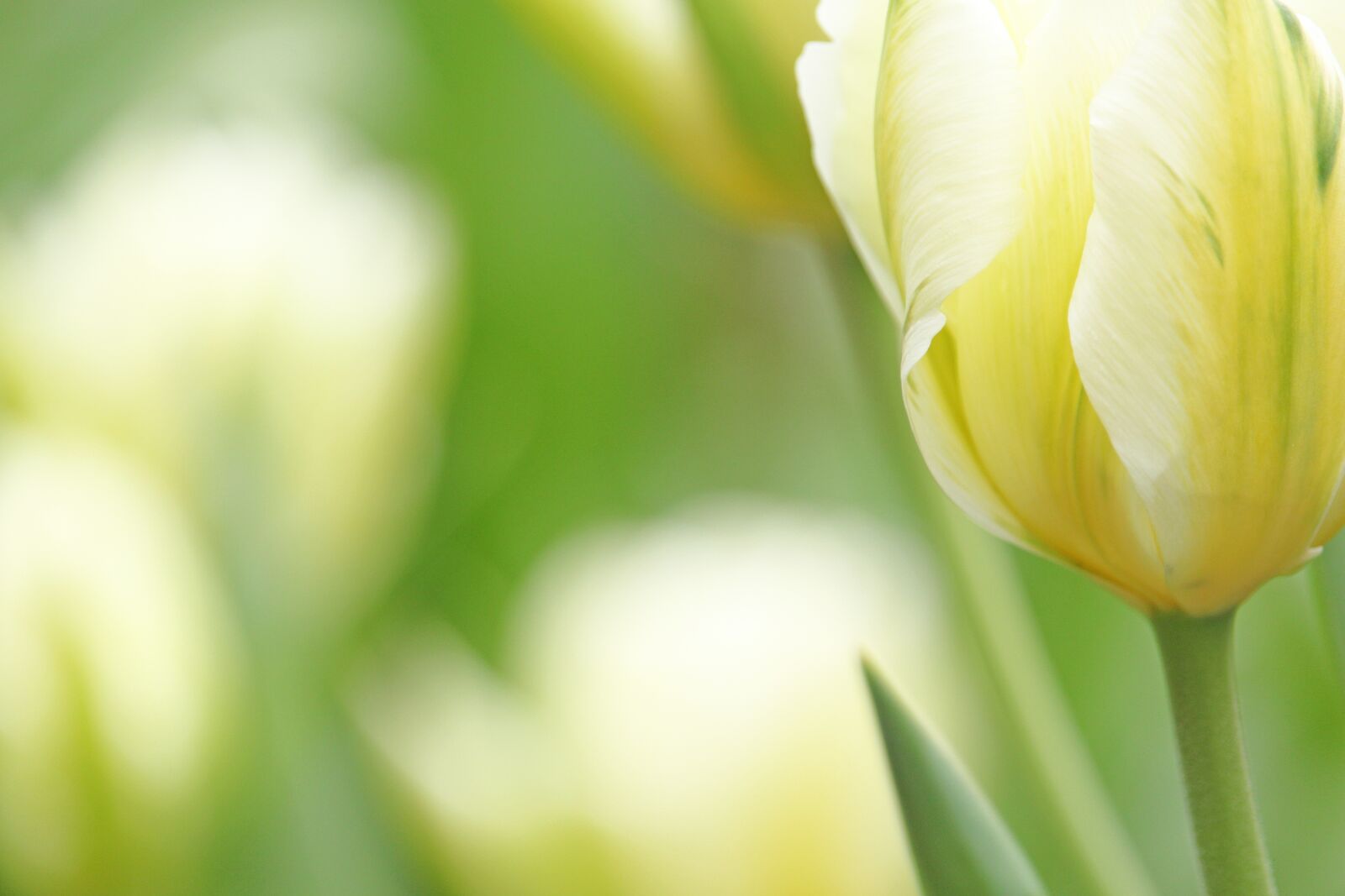 Canon EF-S 55-250mm F4-5.6 IS STM sample photo. White tumor, tulip, spring photography