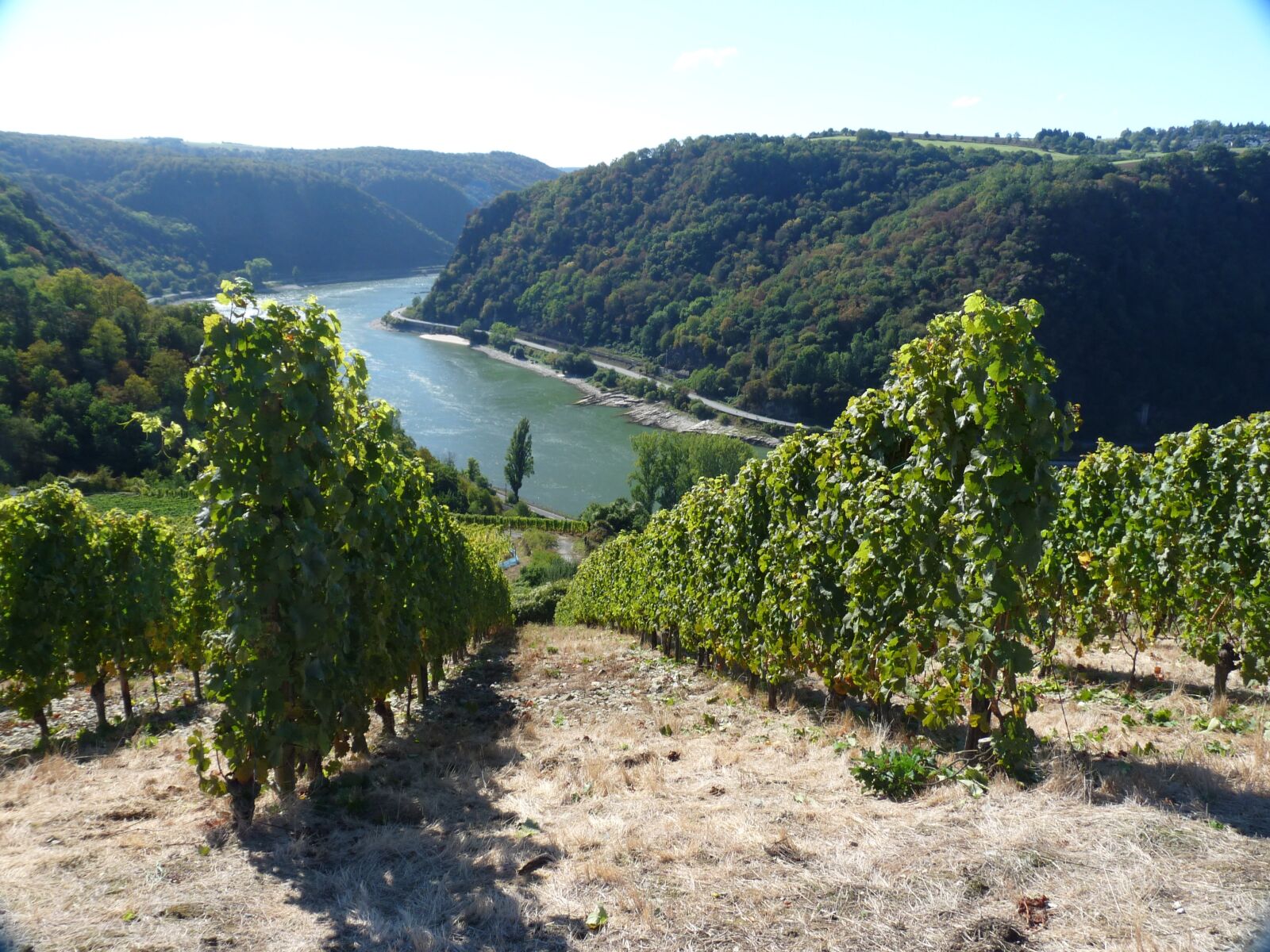 Panasonic Lumix DMC-FZ28 sample photo. Wine, rheingau, vineyard photography
