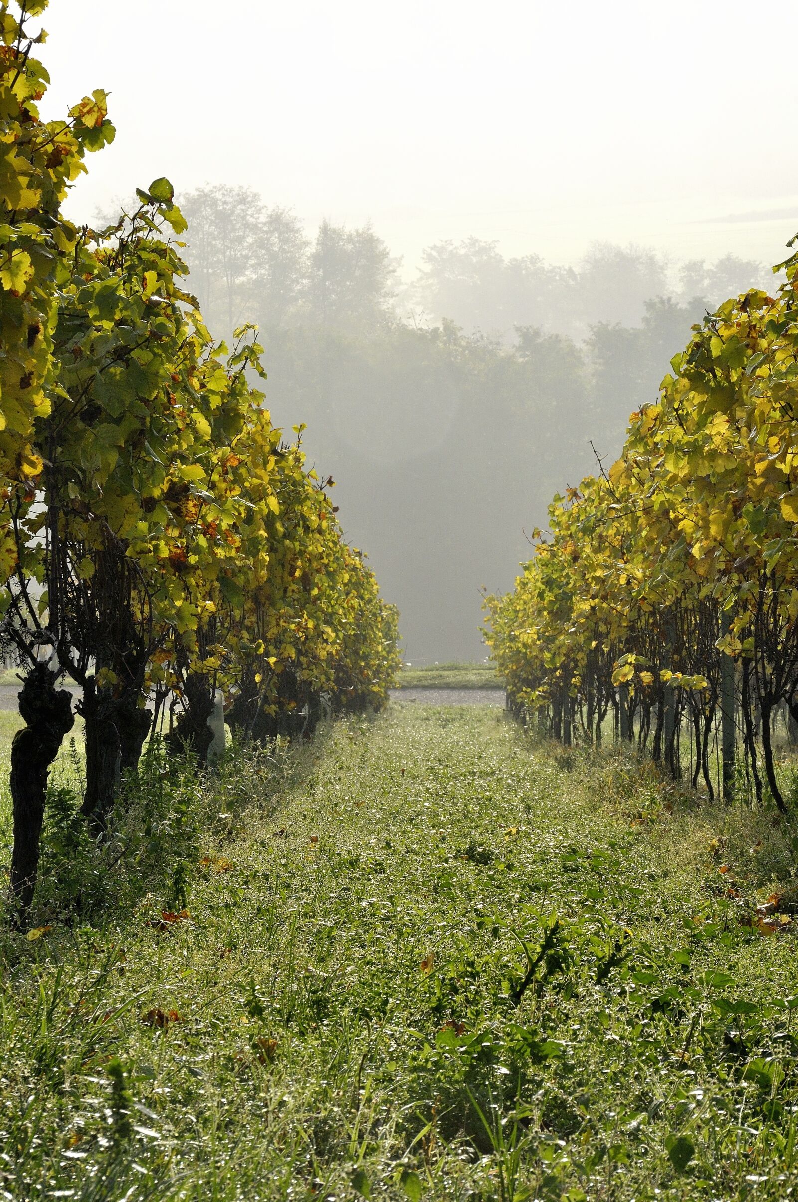 Nikon D90 sample photo. Autumn, vineyard, vine photography