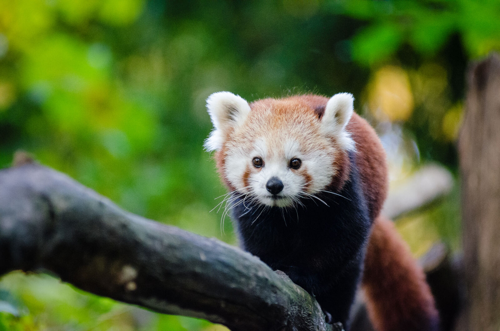 AF Zoom-Nikkor 80-200mm f/2.8 ED sample photo
