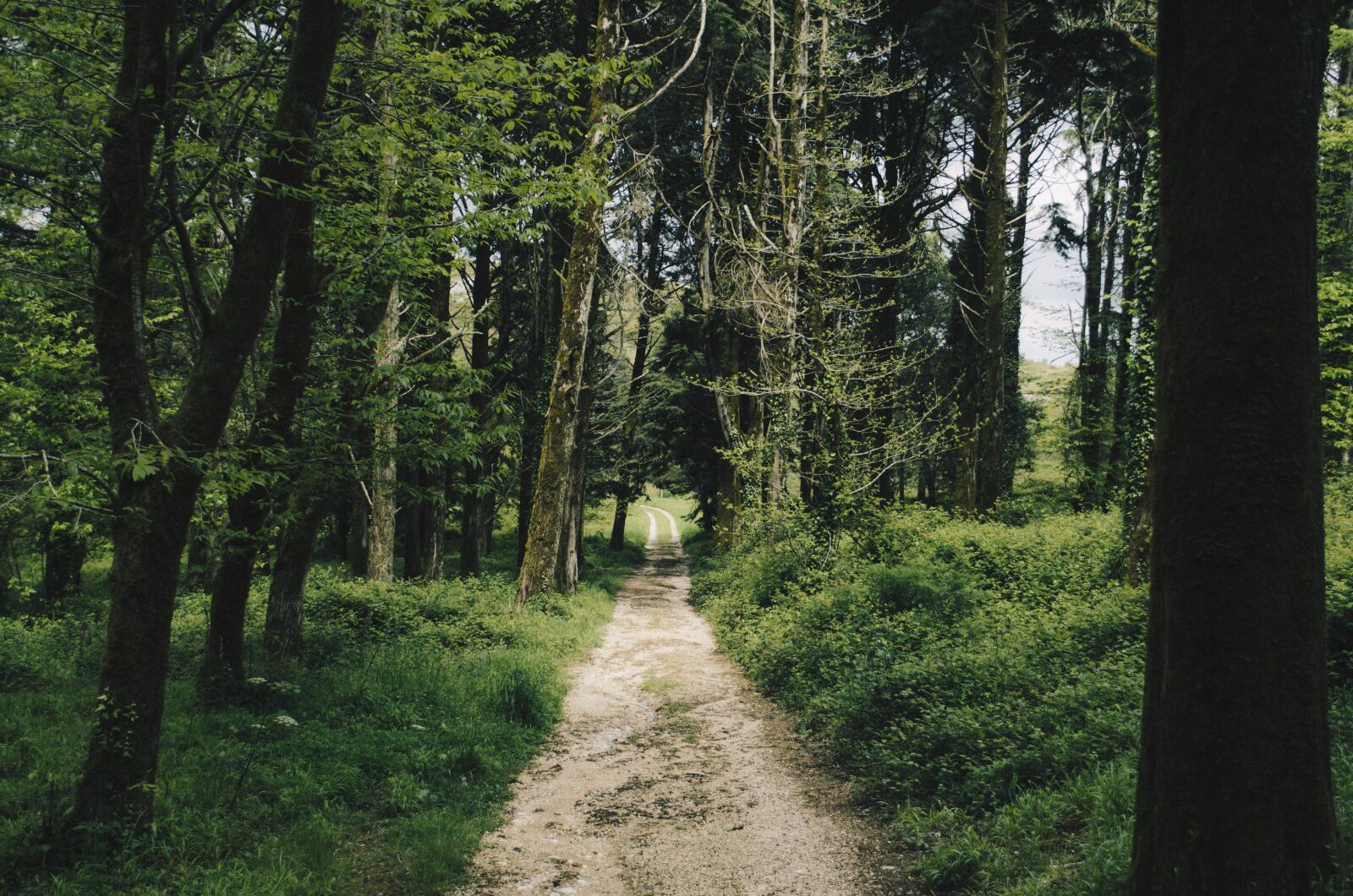 Nikon D5100 sample photo. Forest, nature, path photography