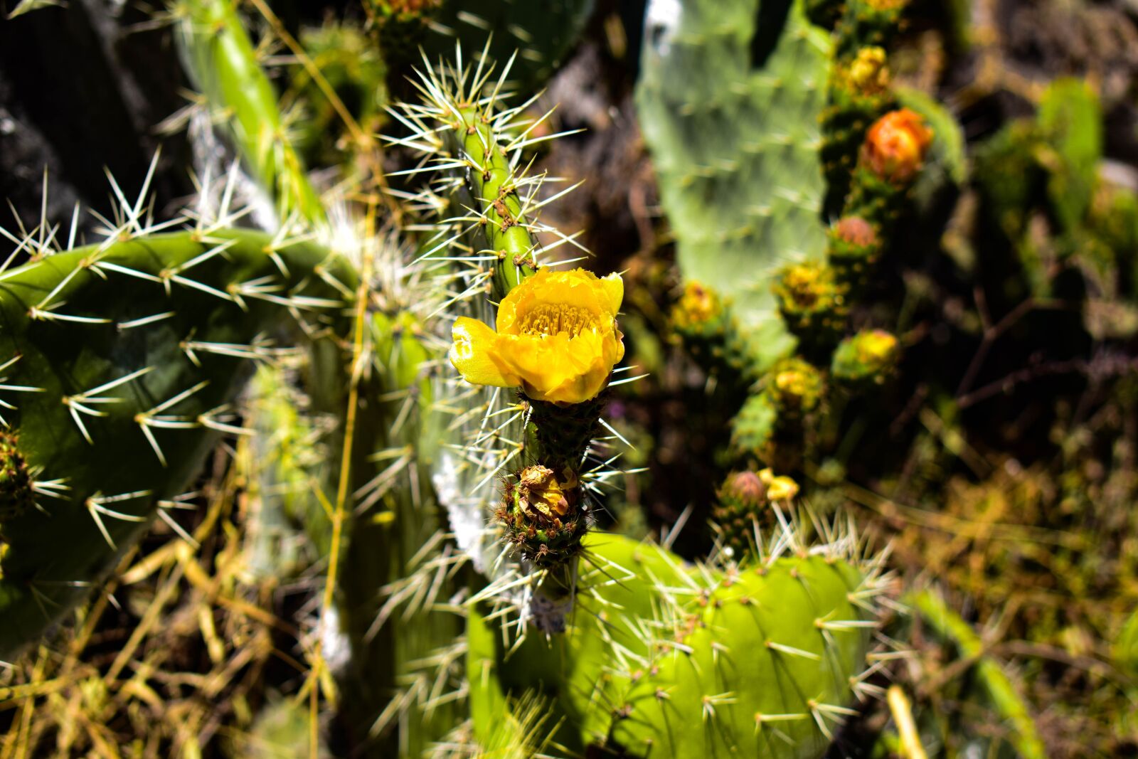 Nikon D5300 sample photo. Cactus, green, nature photography