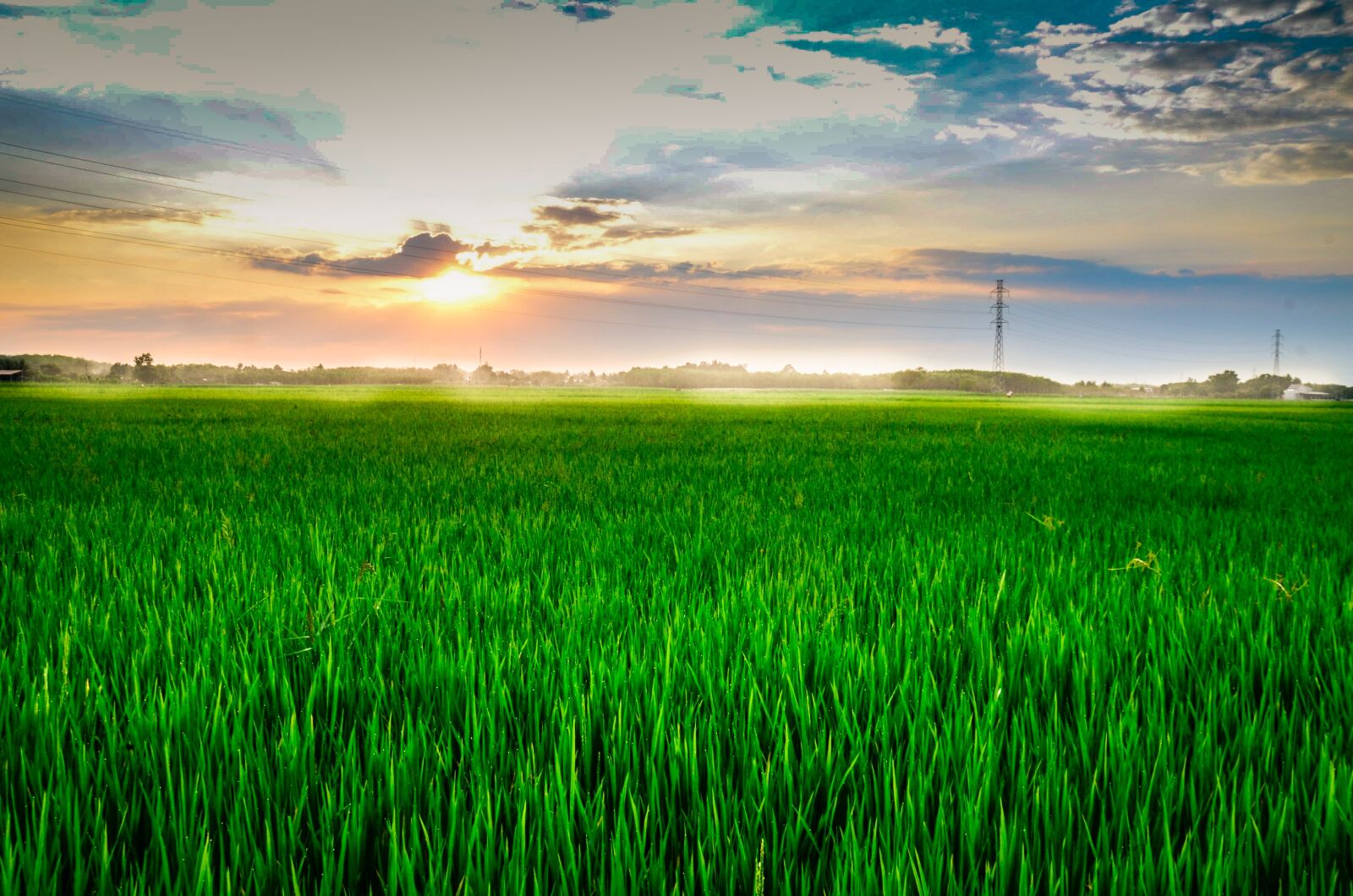 Nikon D5100 sample photo. Field, rice fields, cooked photography