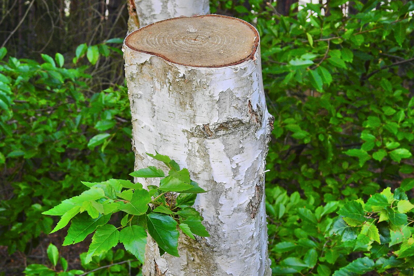 Nikon Coolpix P900 sample photo. Trimmed birch, tree, foliage photography